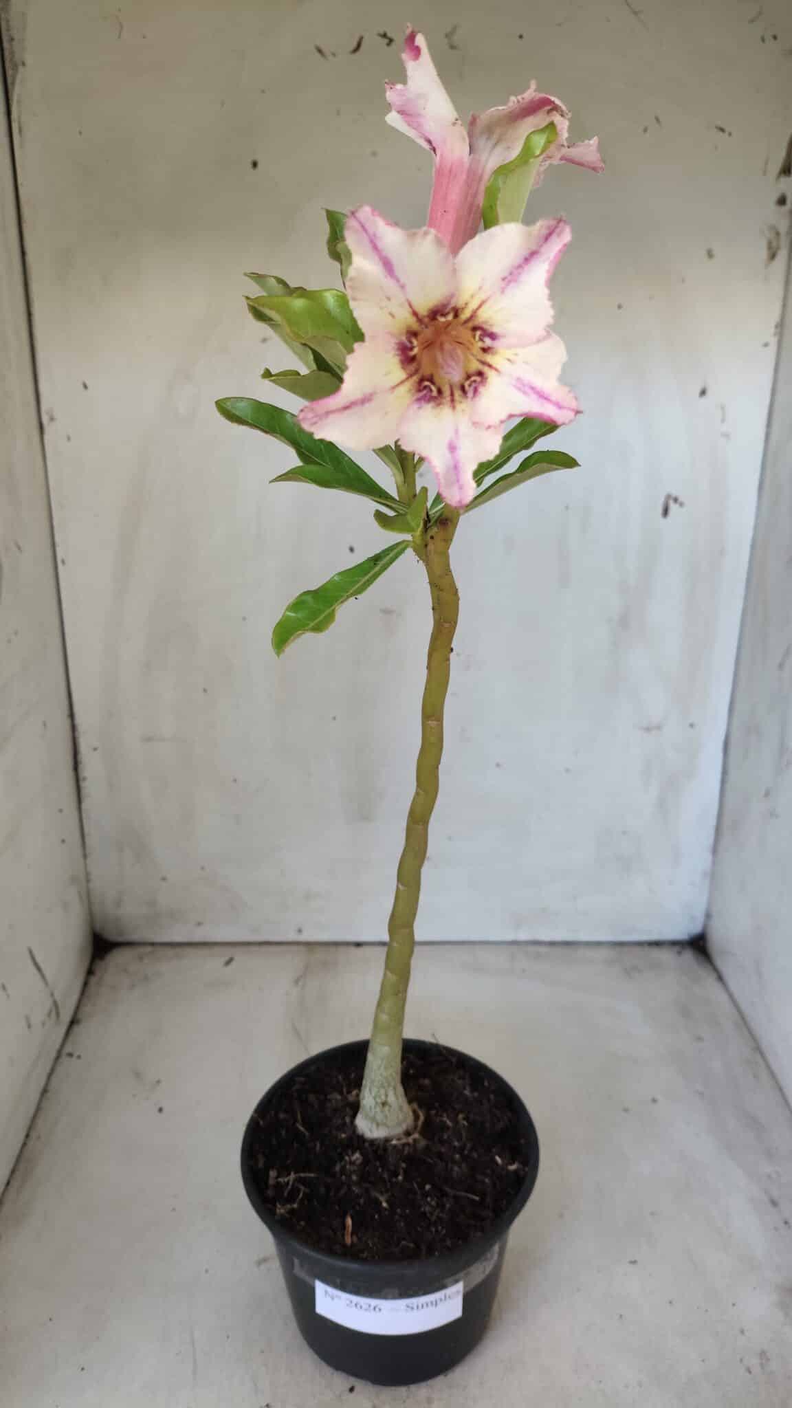 Planta Simples 2626 – 30cm – 02 anos