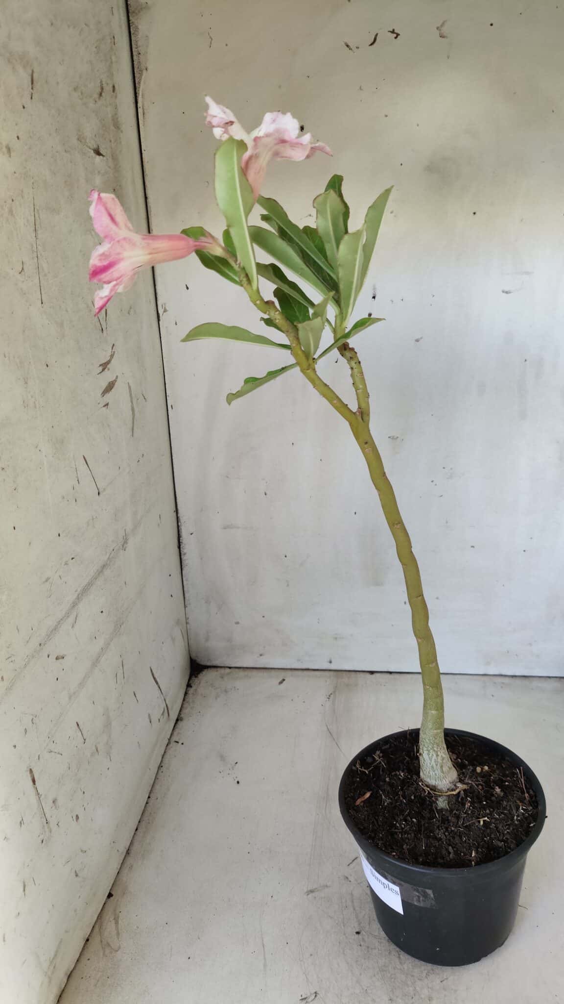 Planta Simples 2626 – 30cm – 02 anos