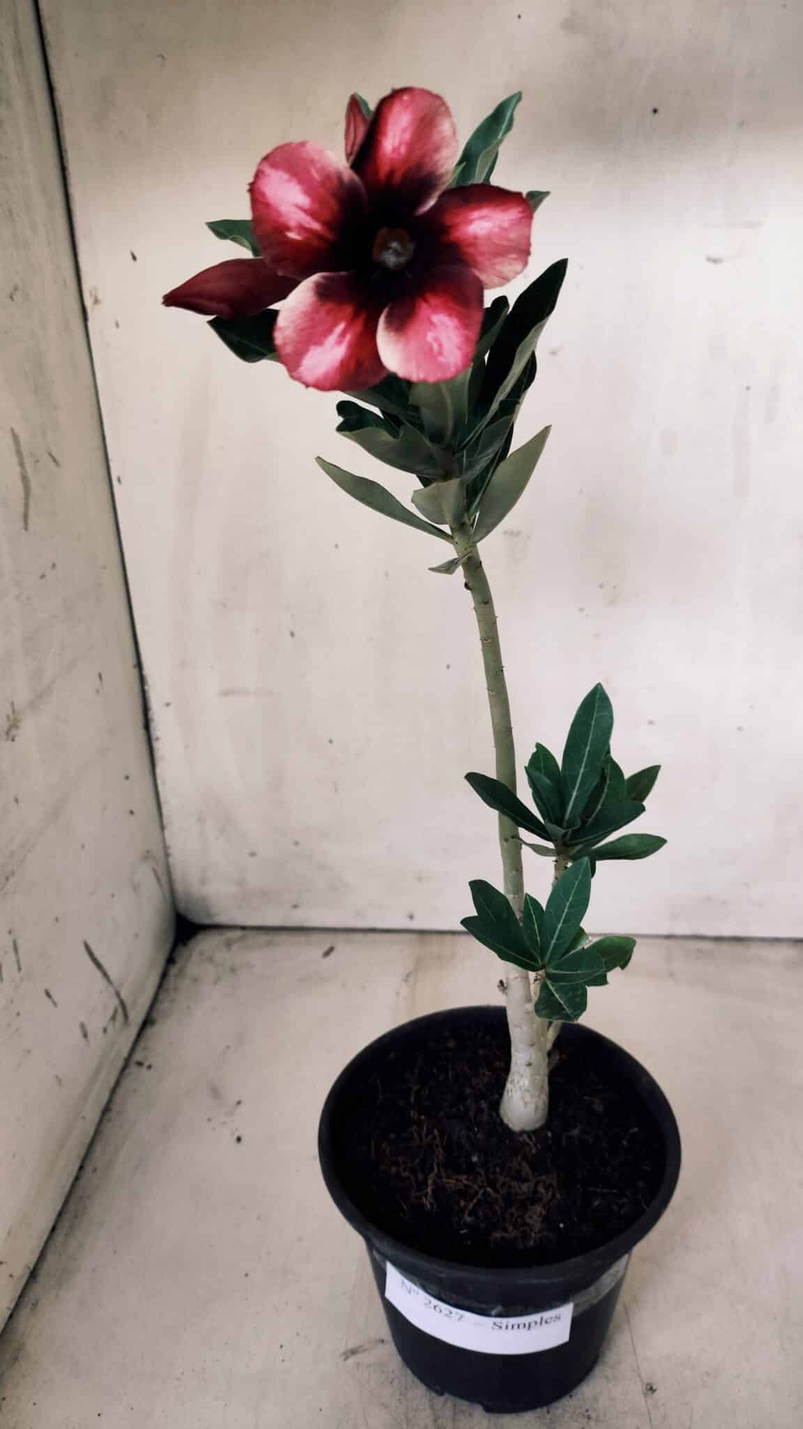 Planta Simples 2627 – 30cm – 02 anos