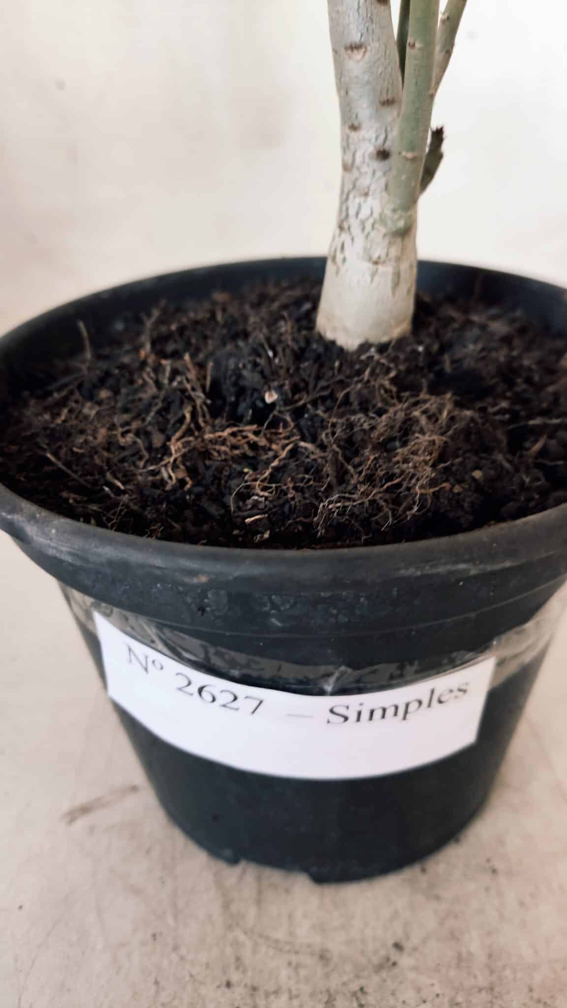 Planta Simples 2627 – 30cm – 02 anos