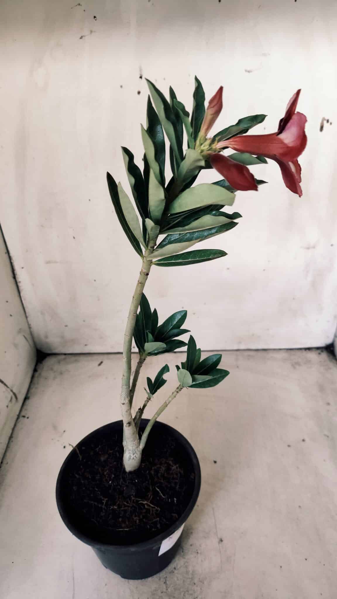 Planta Simples 2627 – 30cm – 02 anos