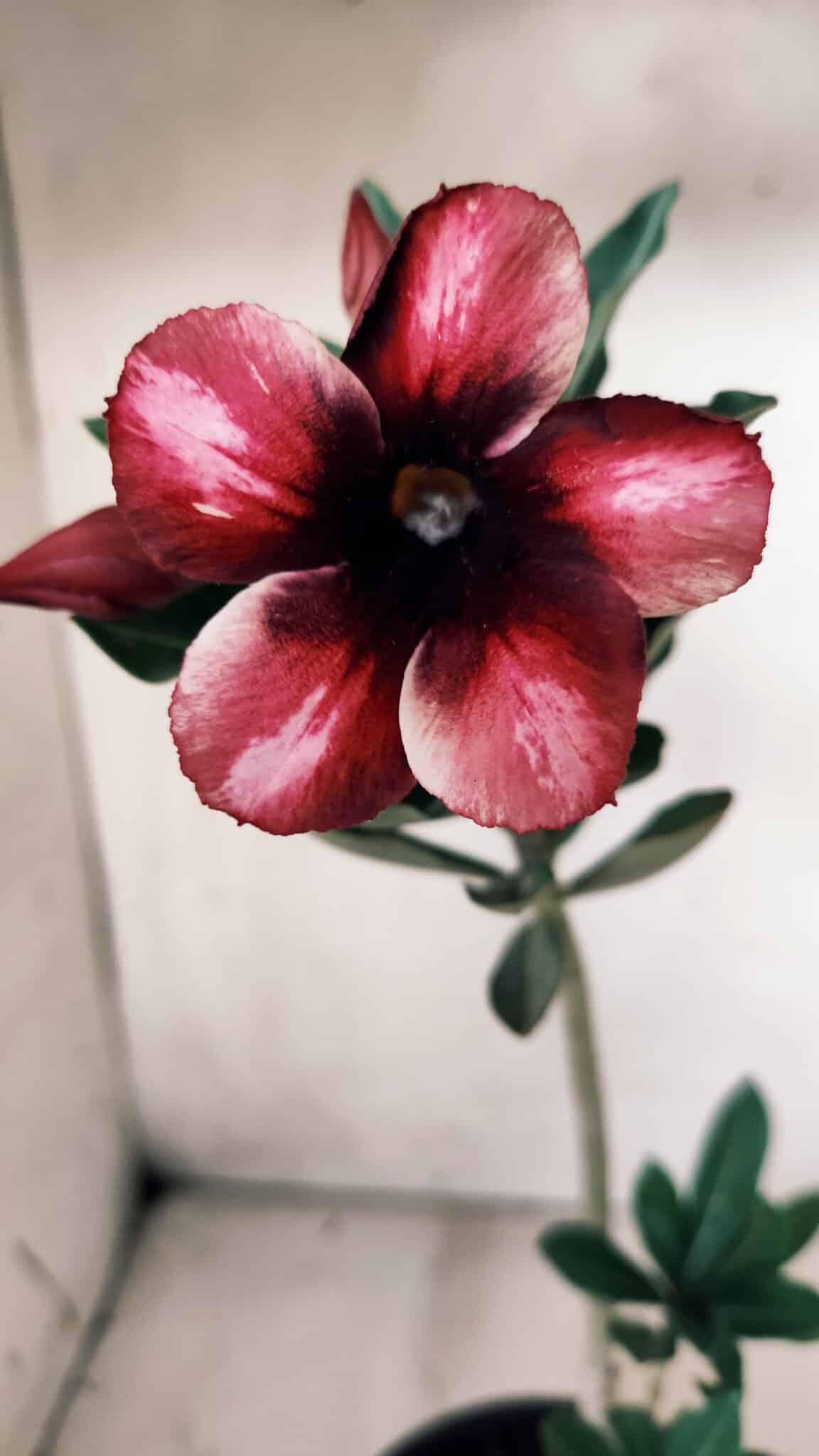 Planta Simples 2627 – 30cm – 02 anos