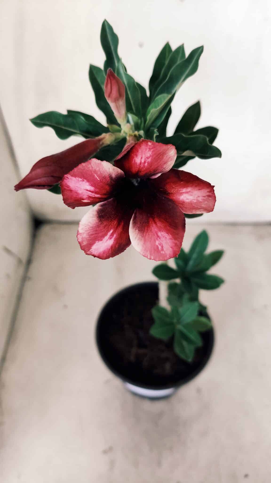 Planta Simples 2627 – 30cm – 02 anos