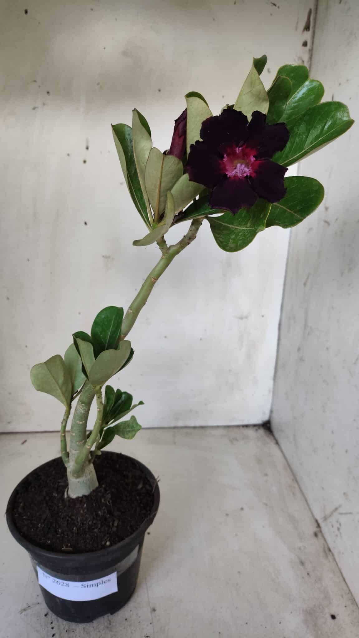 Planta Simples 2628 – 30cm – 02 anos