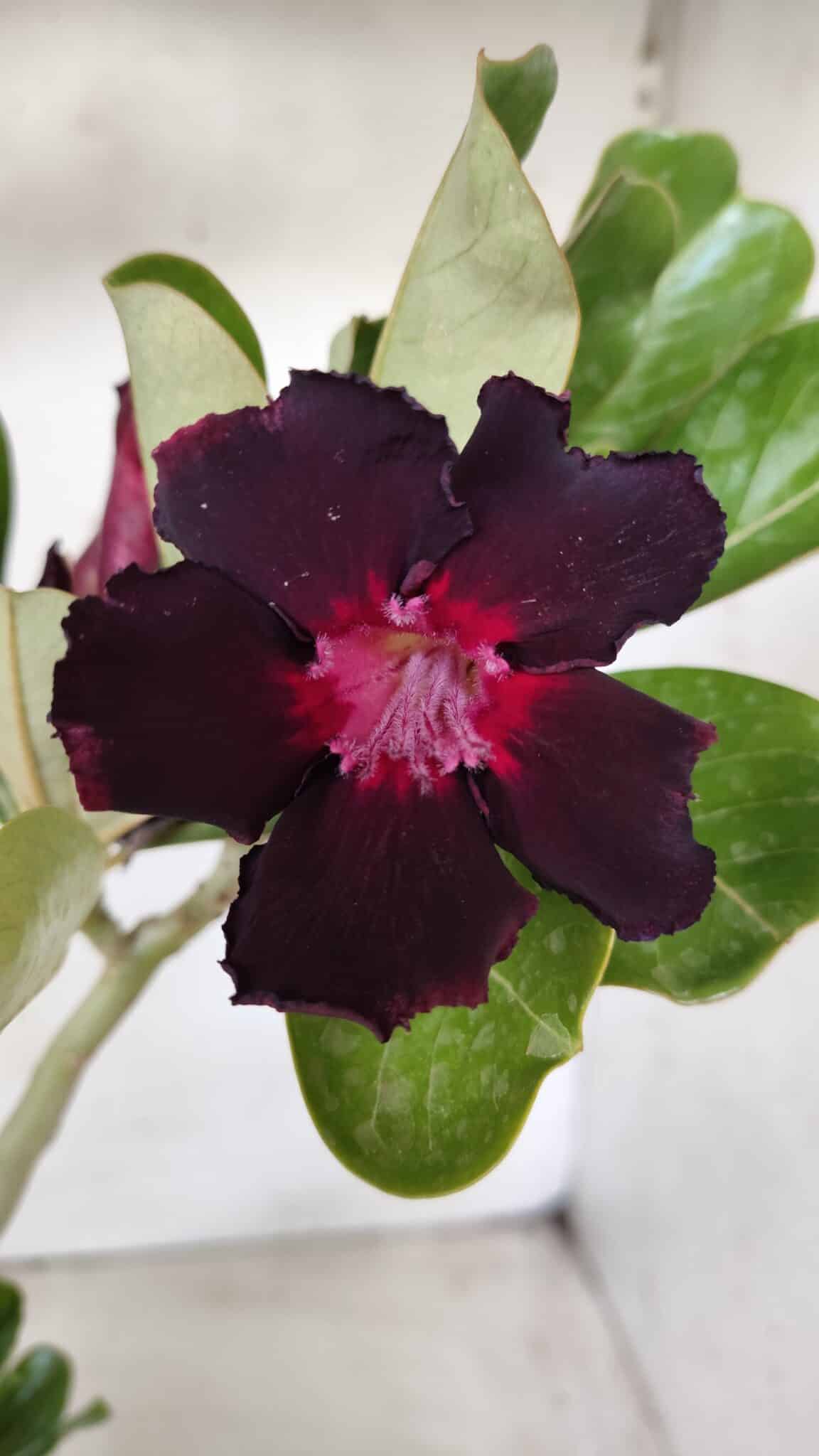 Planta Simples 2628 – 30cm – 02 anos