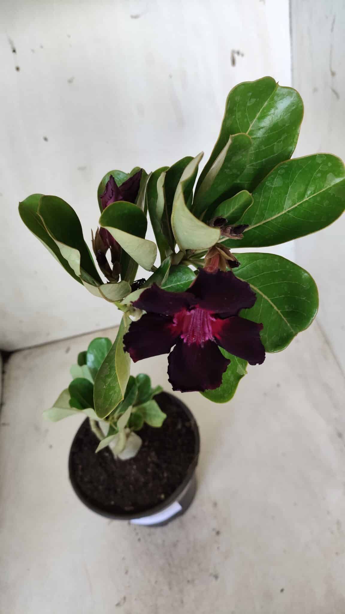 Planta Simples 2628 – 30cm – 02 anos