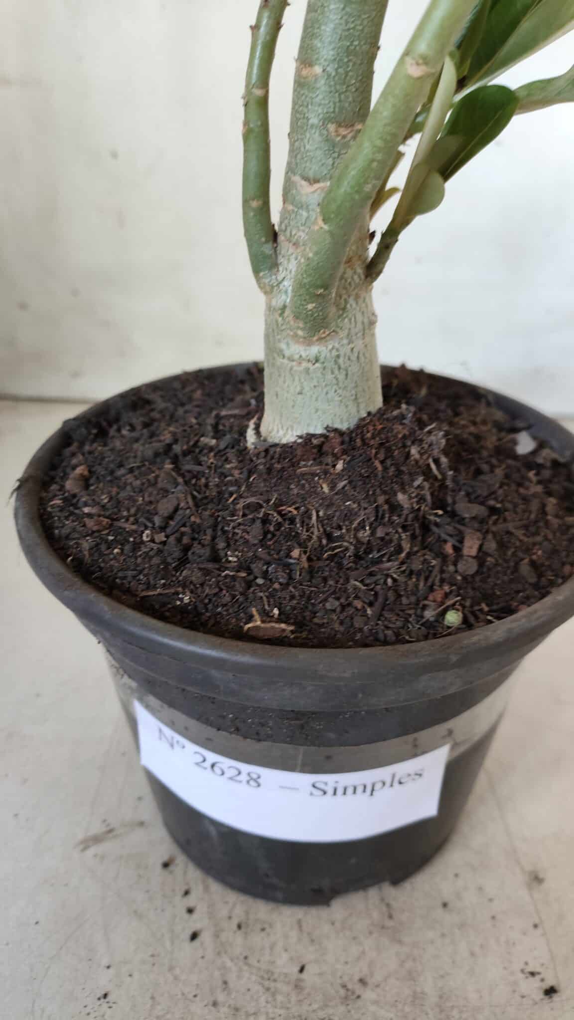 Planta Simples 2628 – 30cm – 02 anos