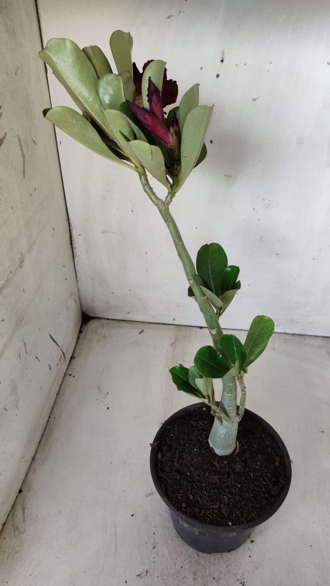 Planta Simples 2628 – 30cm – 02 anos