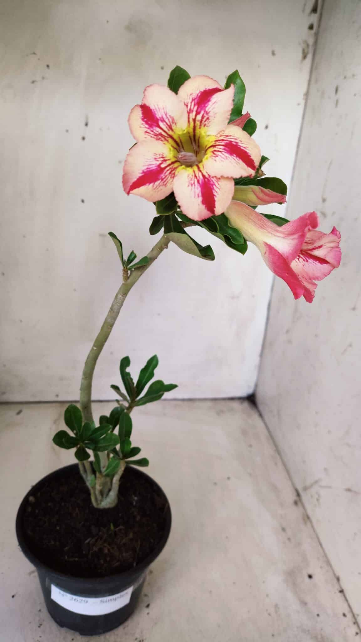 Planta Simples 2629 – 30cm – 02 anos
