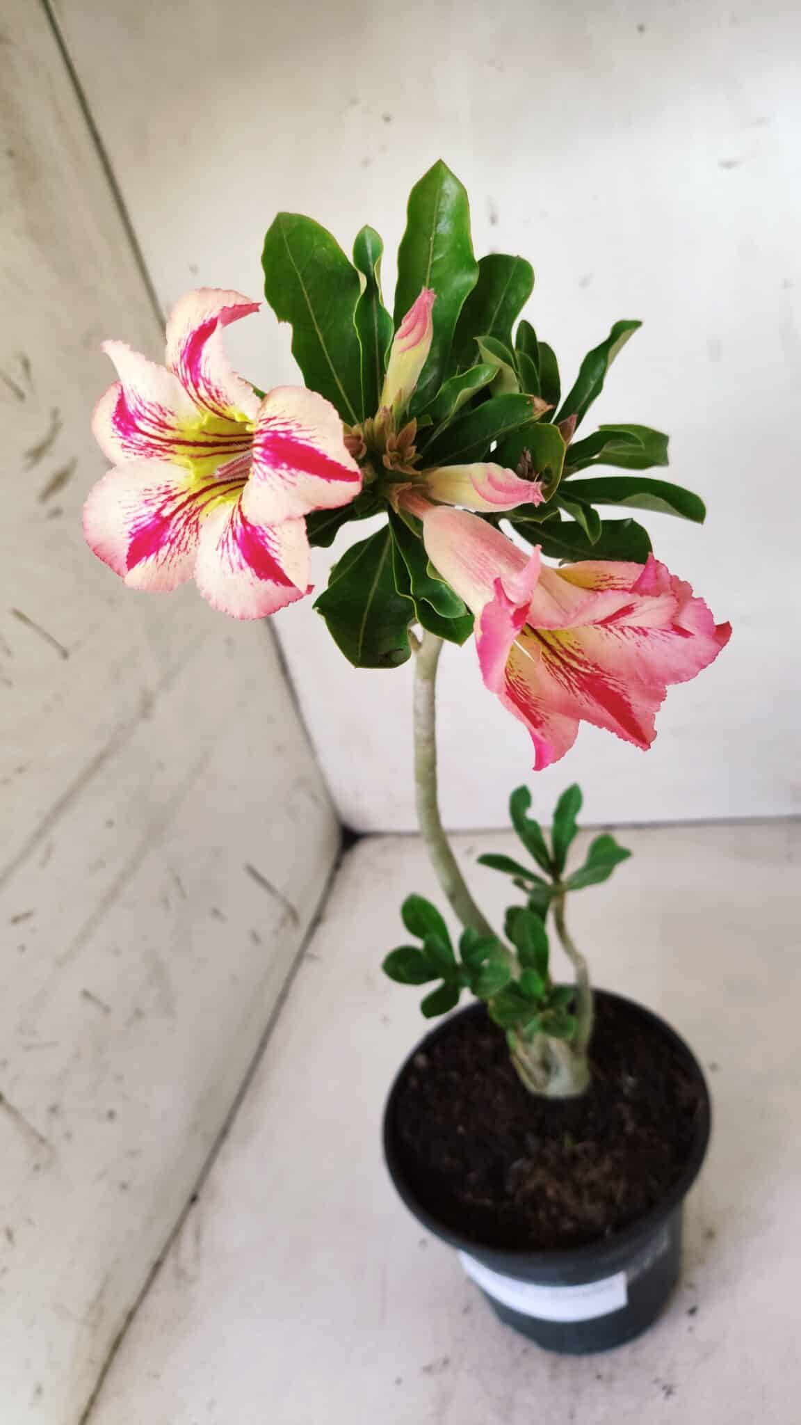 Planta Simples 2629 – 30cm – 02 anos
