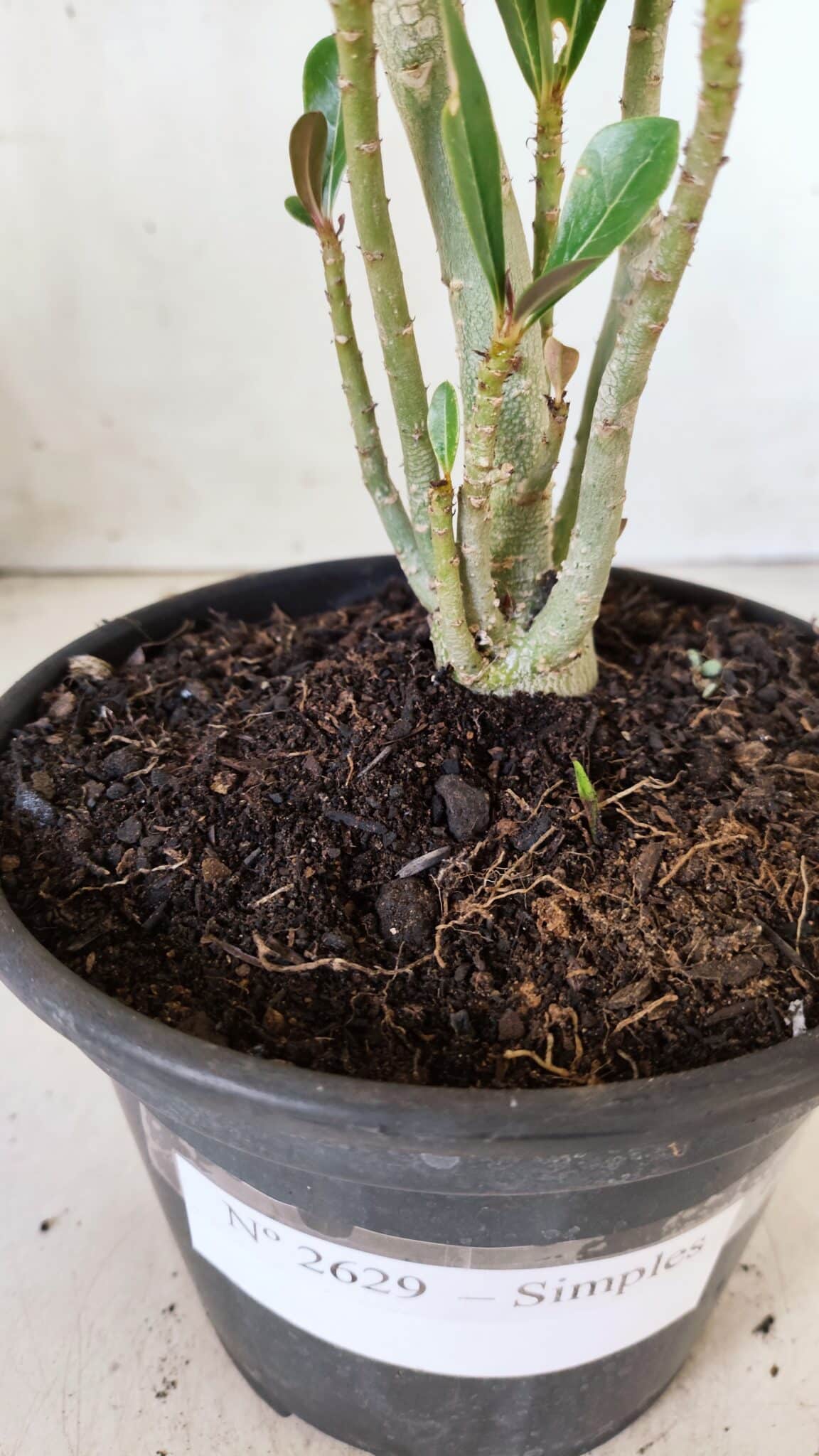 Planta Simples 2629 – 30cm – 02 anos