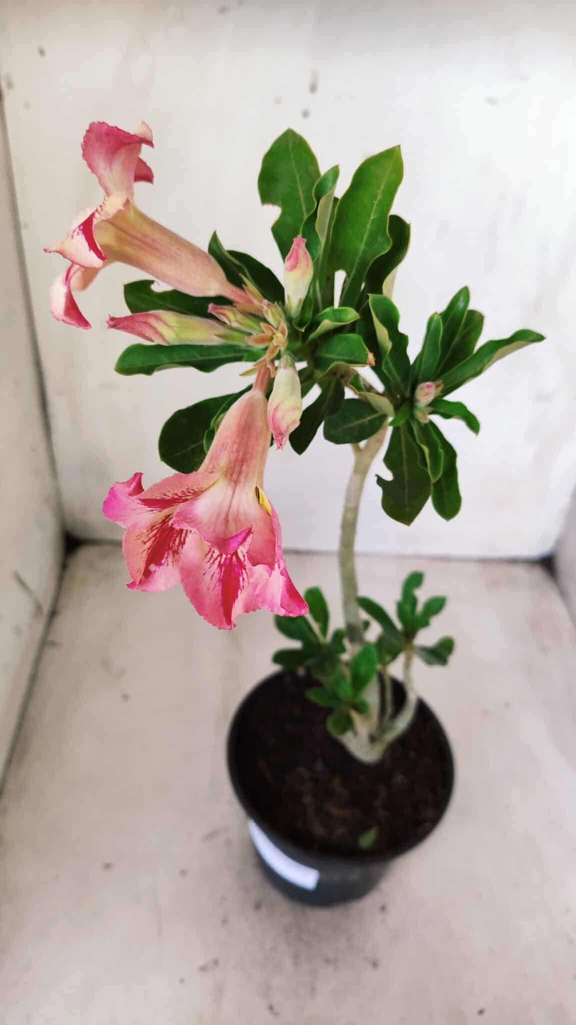 Planta Simples 2629 – 30cm – 02 anos