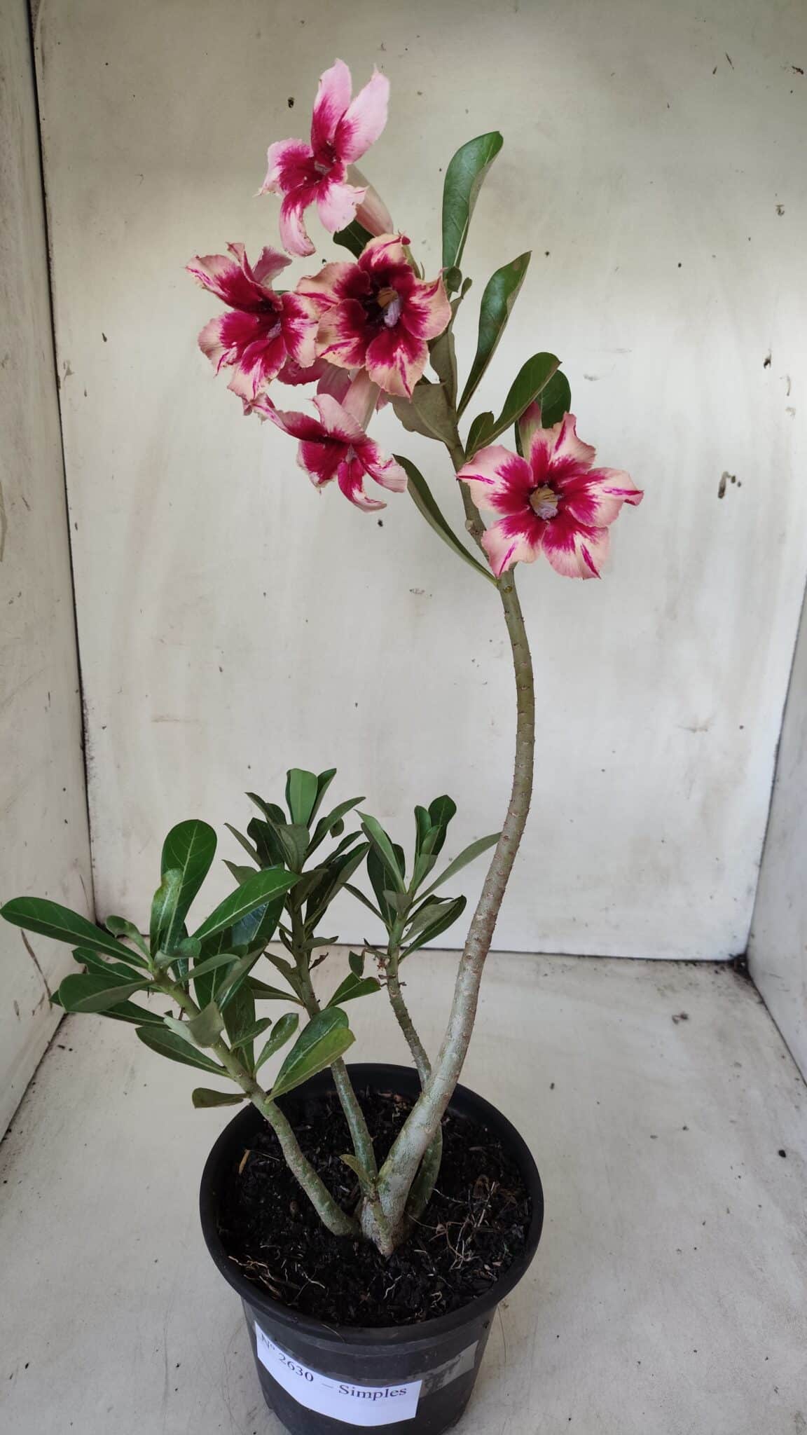 Planta Simples 2630 – 30cm – 02 anos