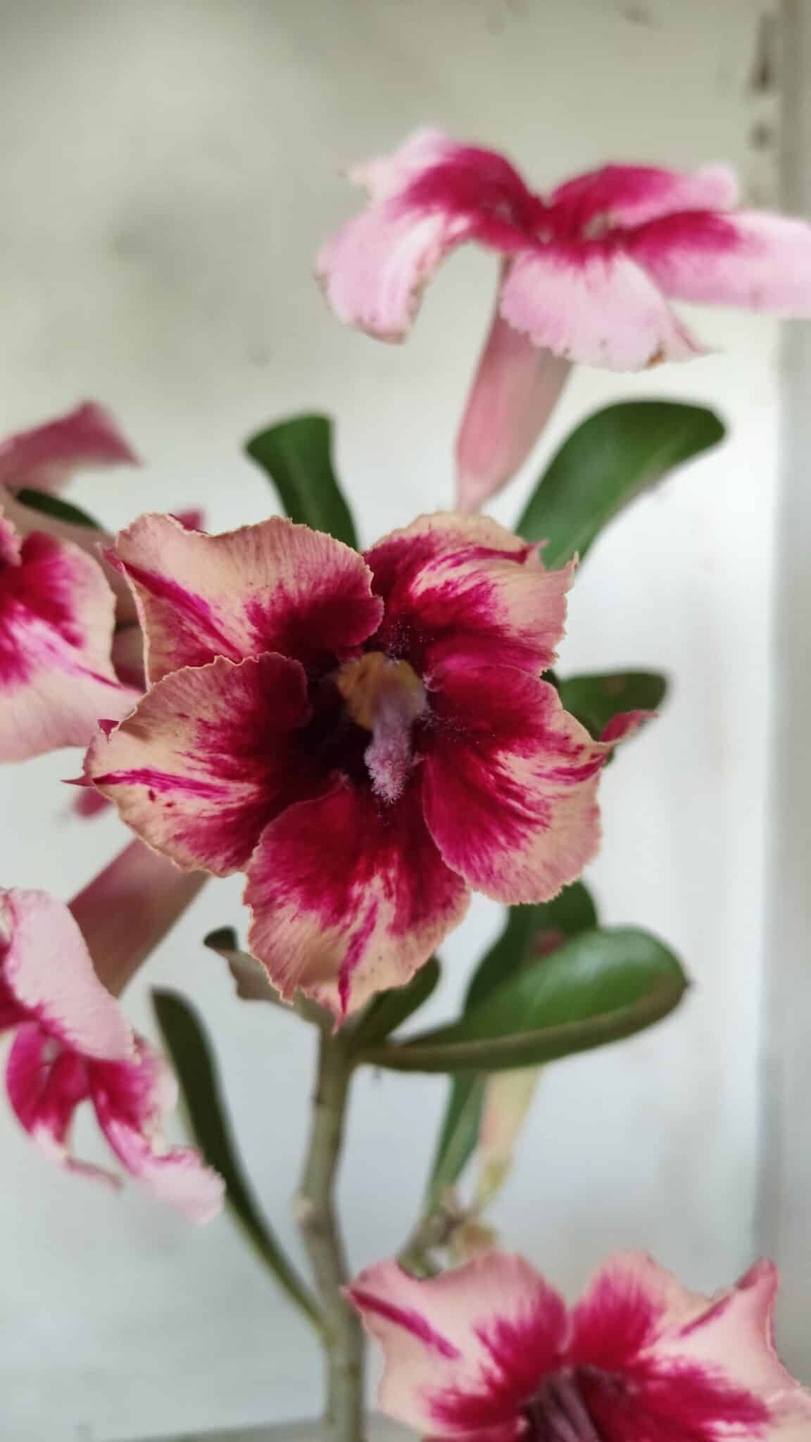 Planta Simples 2630 – 30cm – 02 anos