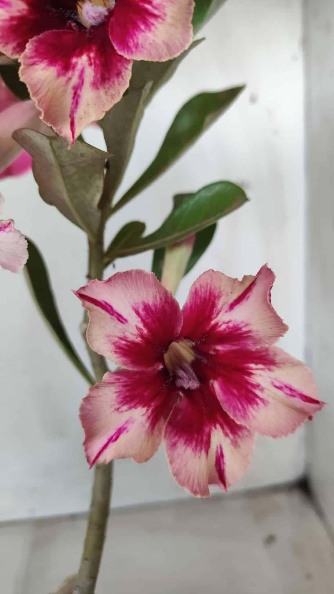 Planta Simples 2630 – 30cm – 02 anos