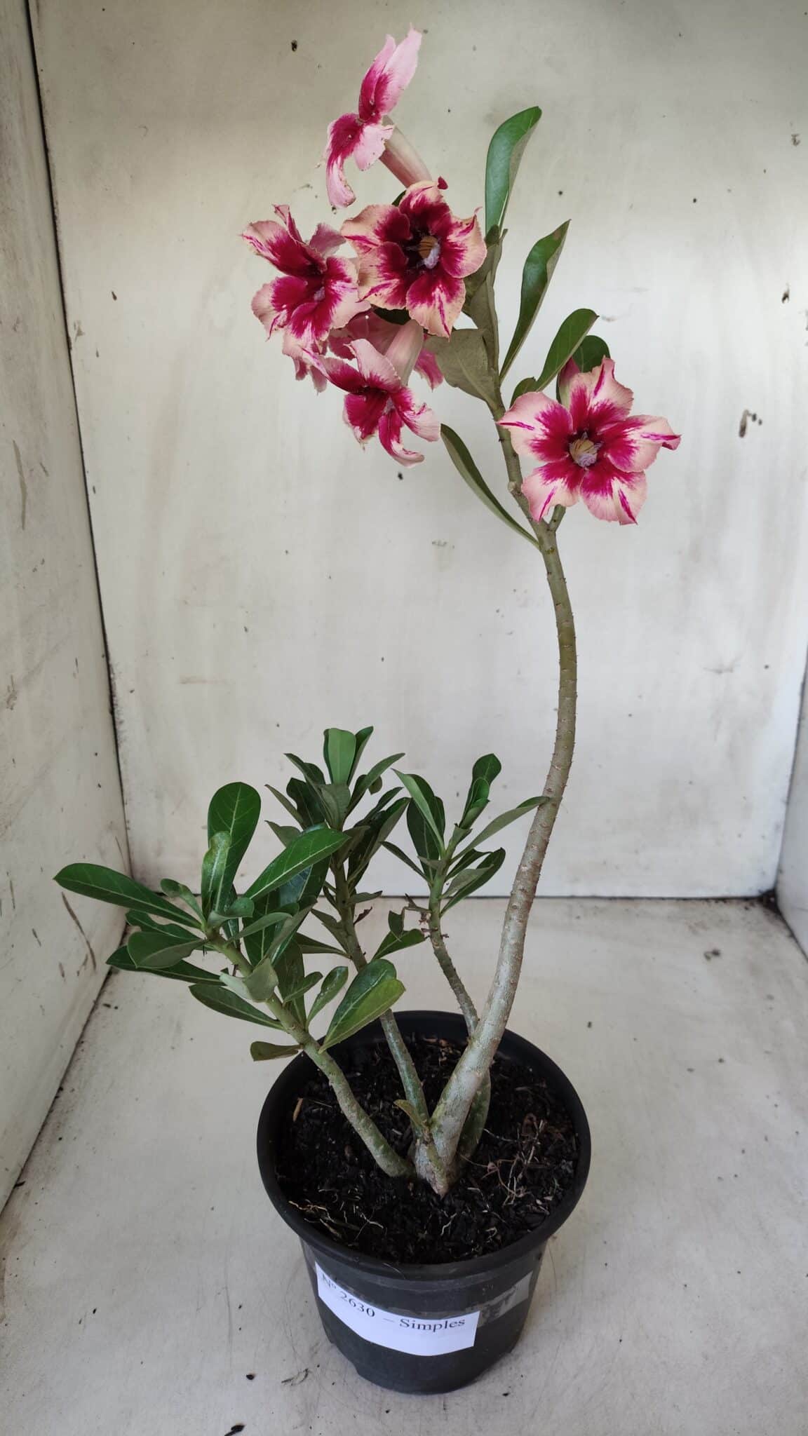 Planta Simples 2630 – 30cm – 02 anos