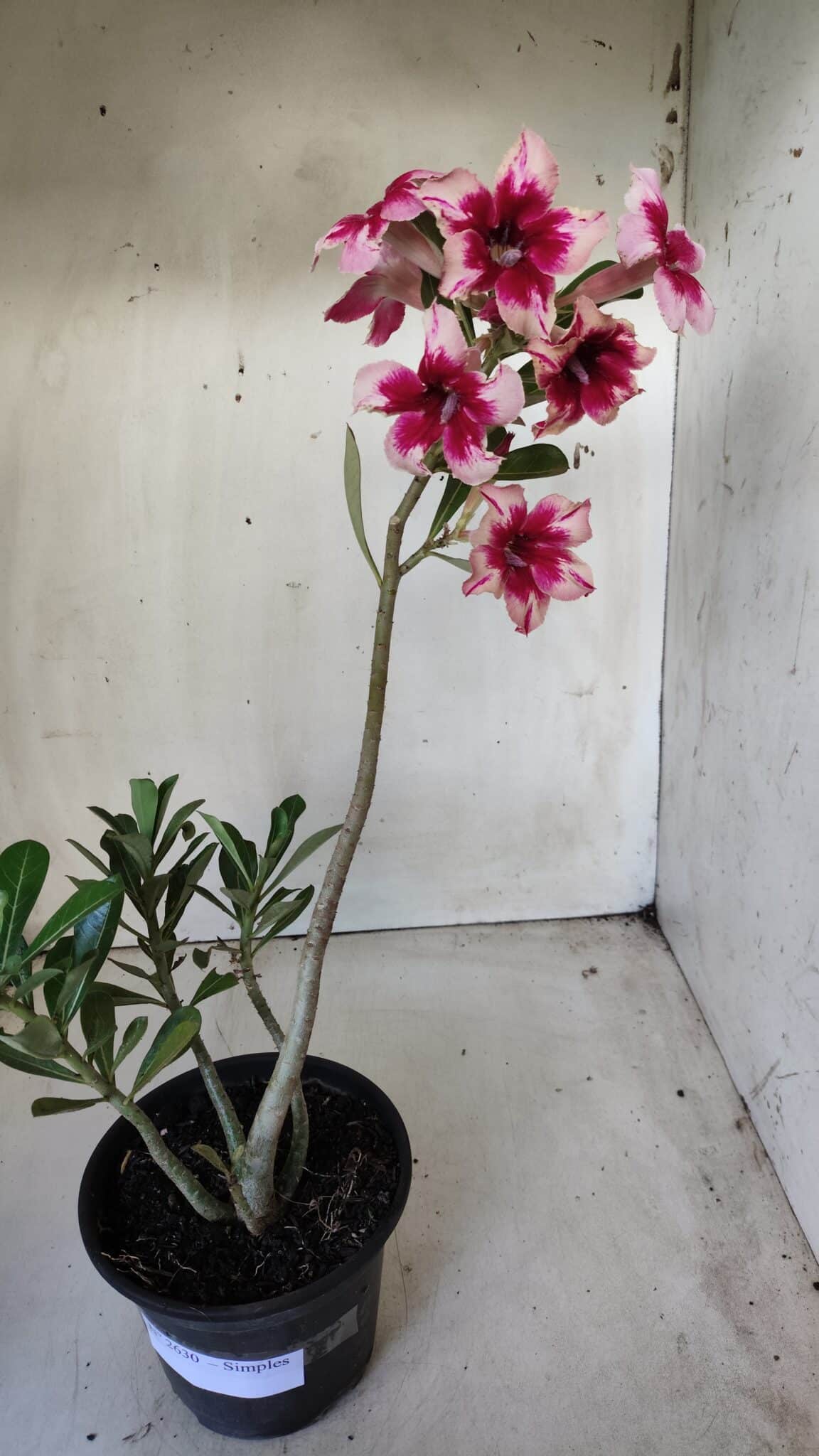 Planta Simples 2630 – 30cm – 02 anos