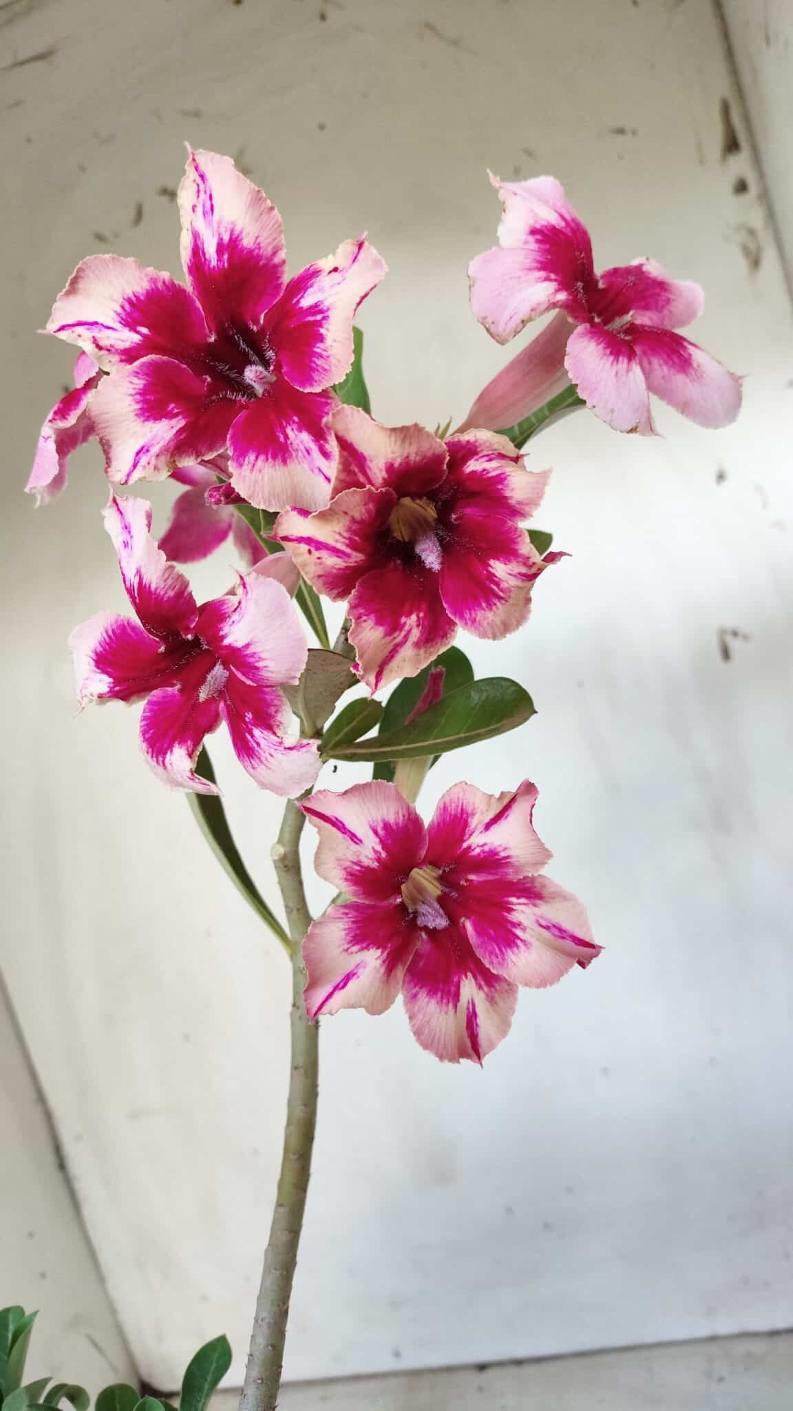 Planta Simples 2630 – 30cm – 02 anos
