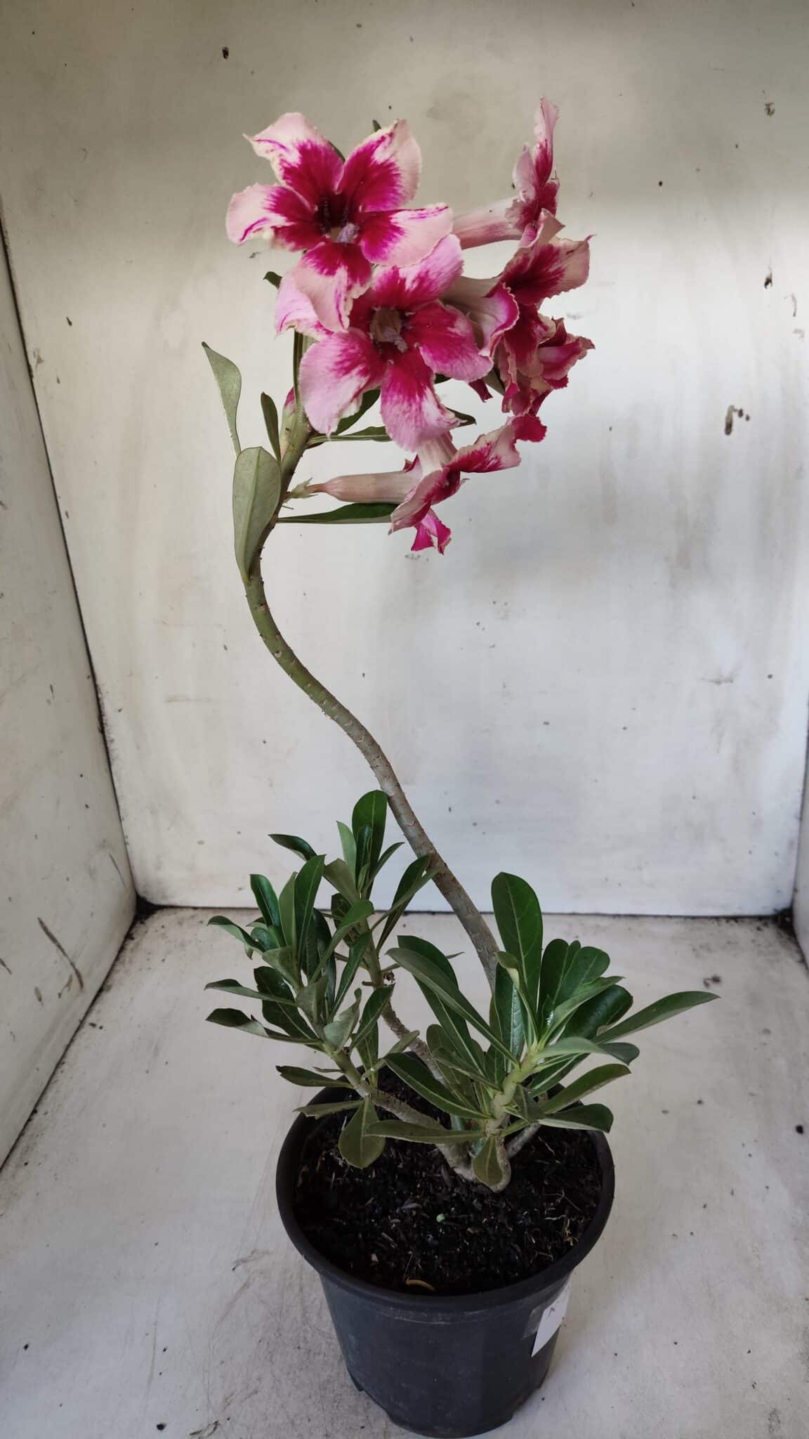 Planta Simples 2630 – 30cm – 02 anos