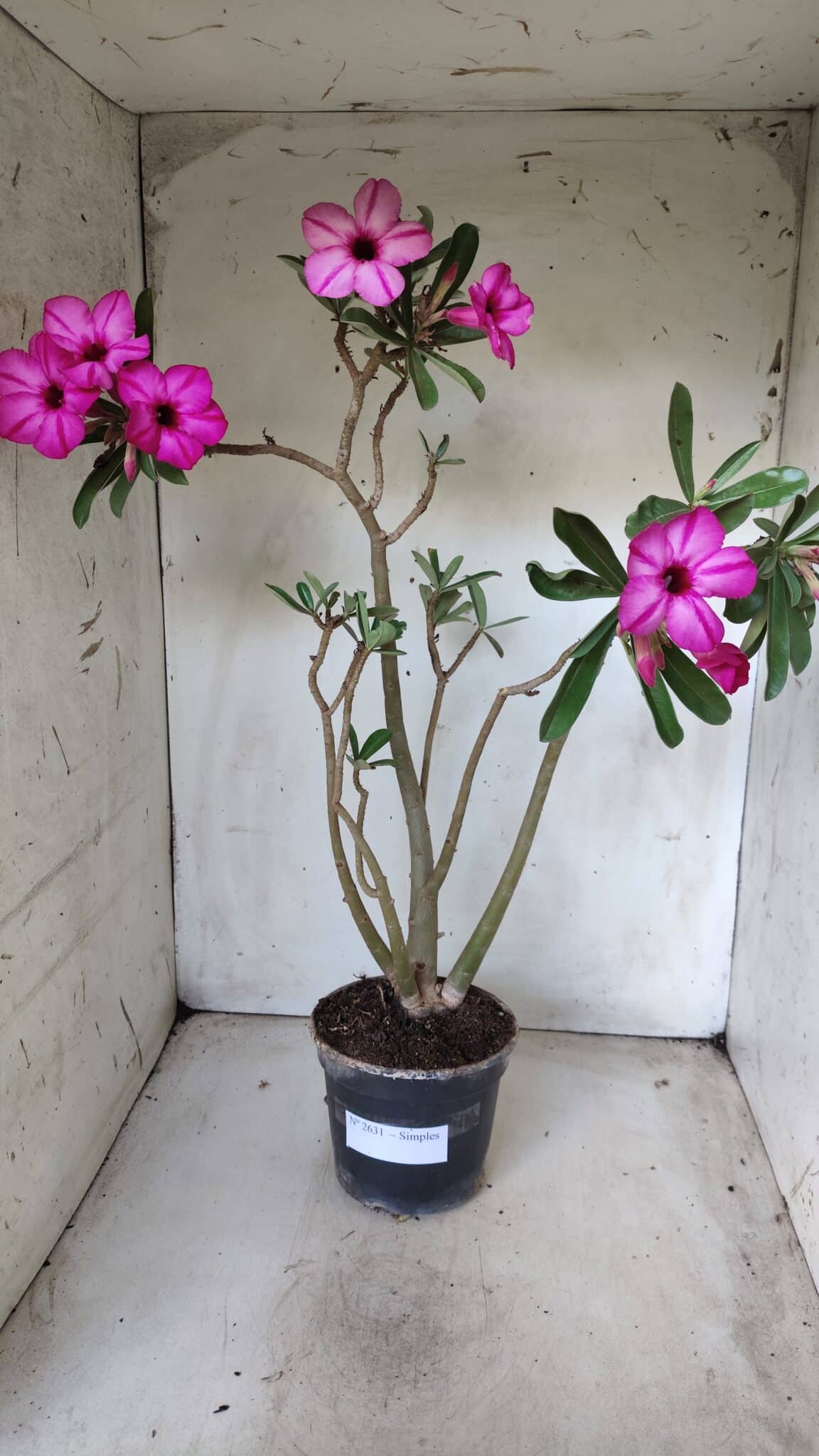 Planta Simples 2631 – 45cm – 03 anos