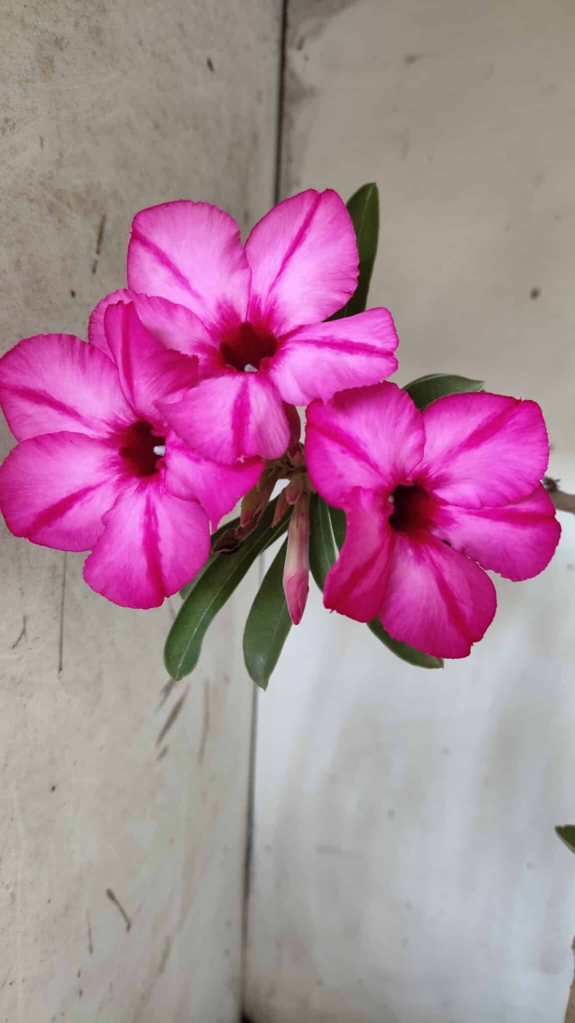 Planta Simples 2631 – 45cm – 03 anos