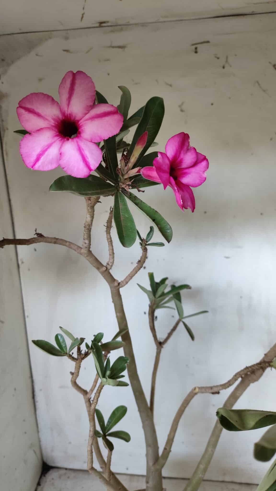 Planta Simples 2631 – 45cm – 03 anos
