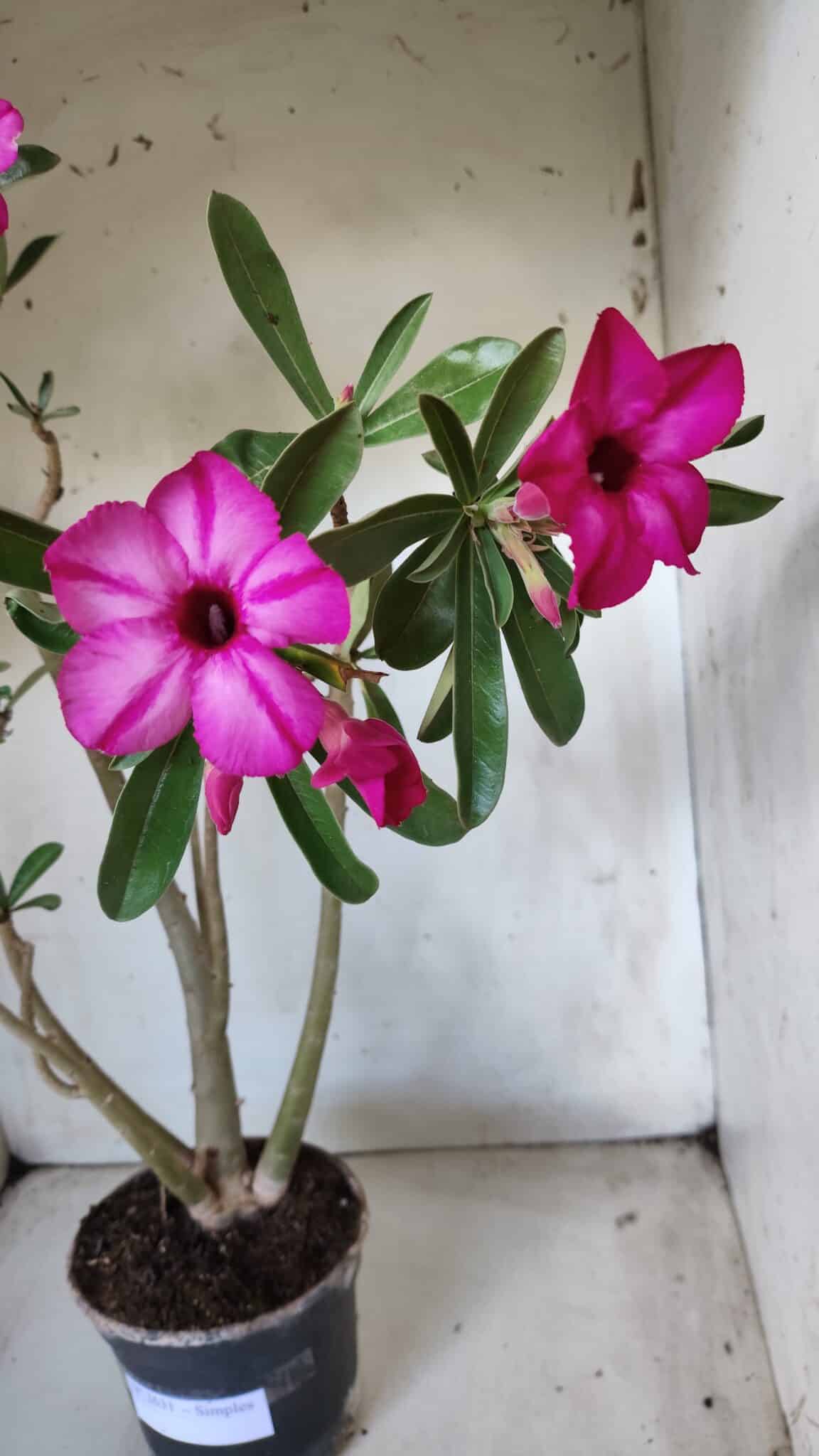 Planta Simples 2631 – 45cm – 03 anos