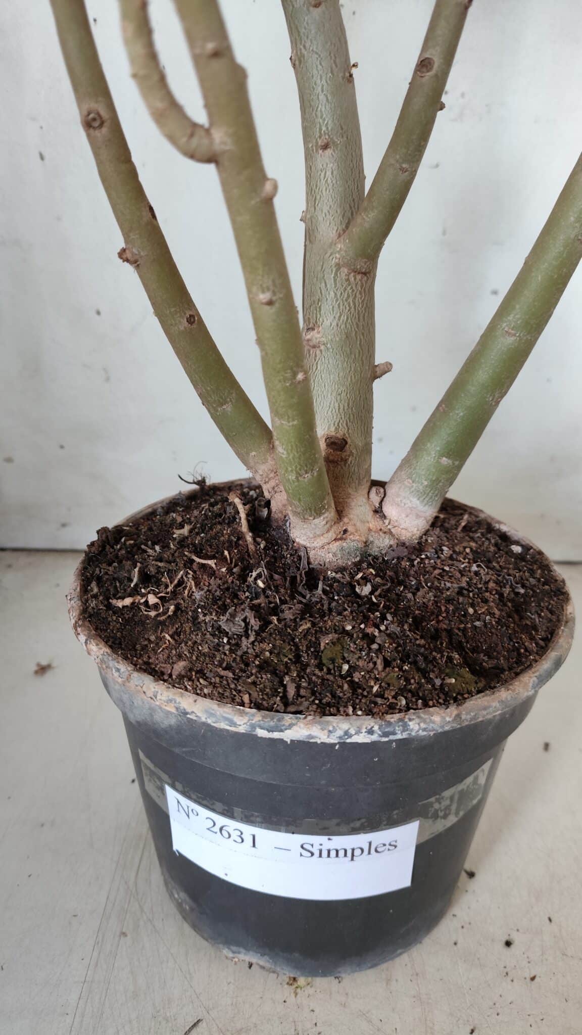 Planta Simples 2631 – 45cm – 03 anos