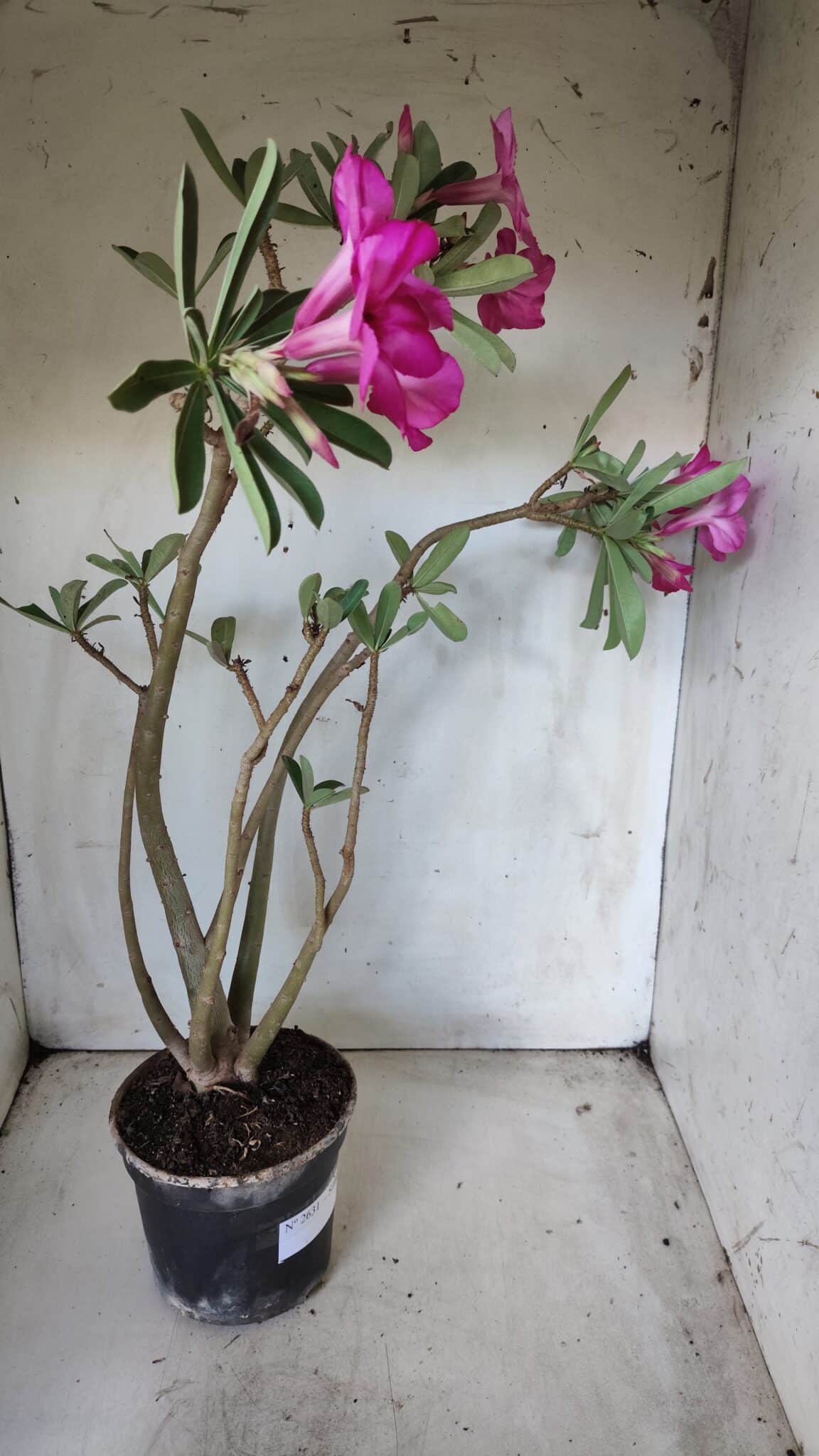 Planta Simples 2631 – 45cm – 03 anos