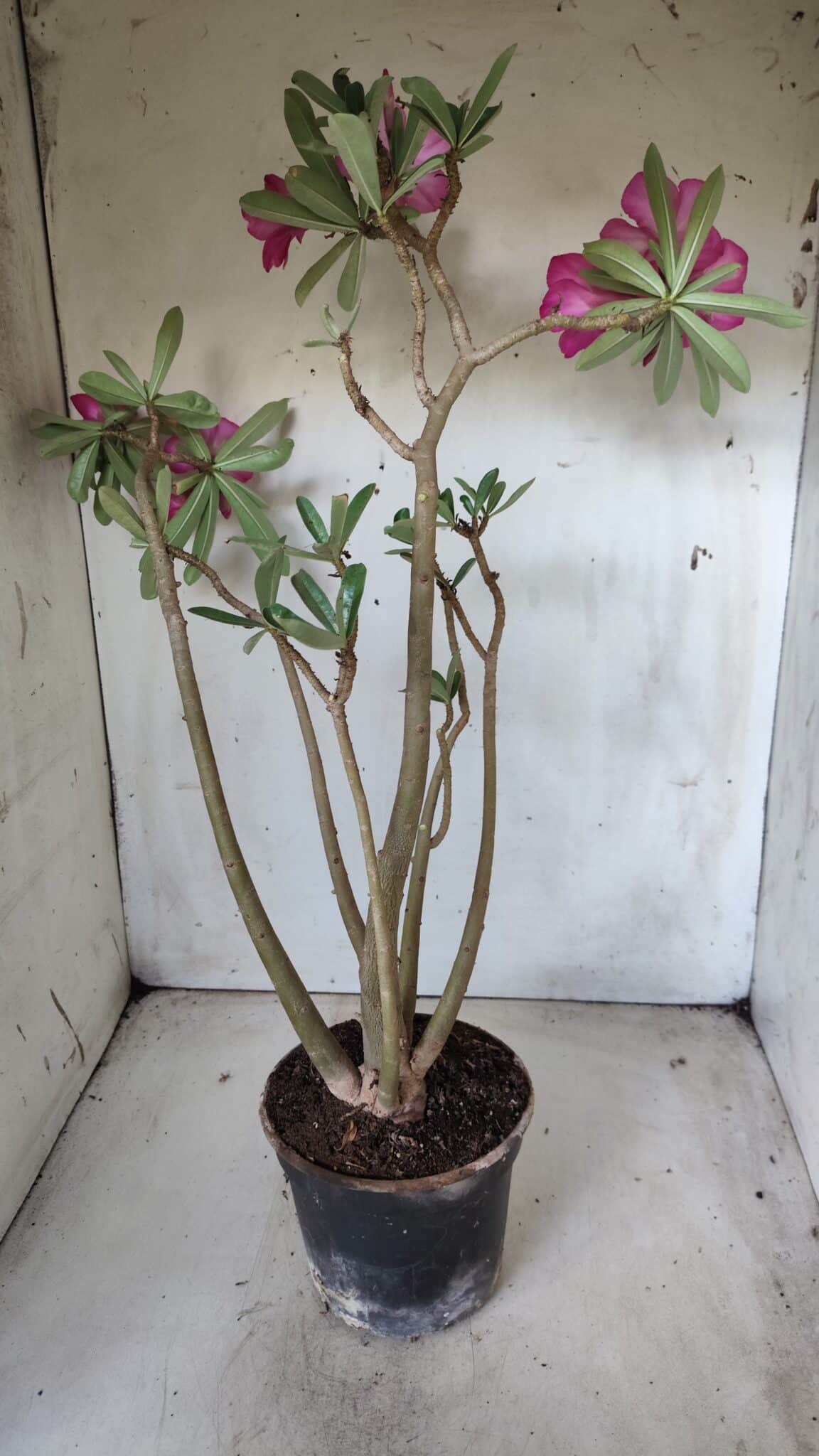 Planta Simples 2631 – 45cm – 03 anos