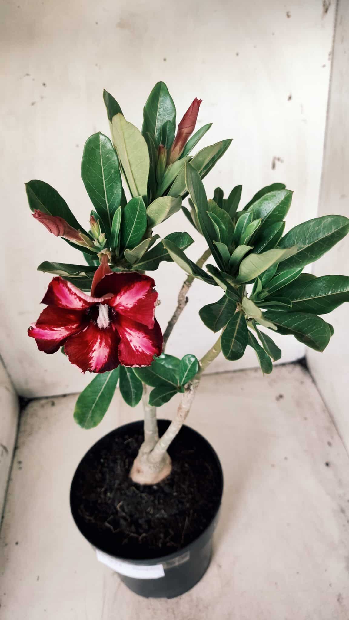 Planta Simples 2632 – 45cm – 03 anos