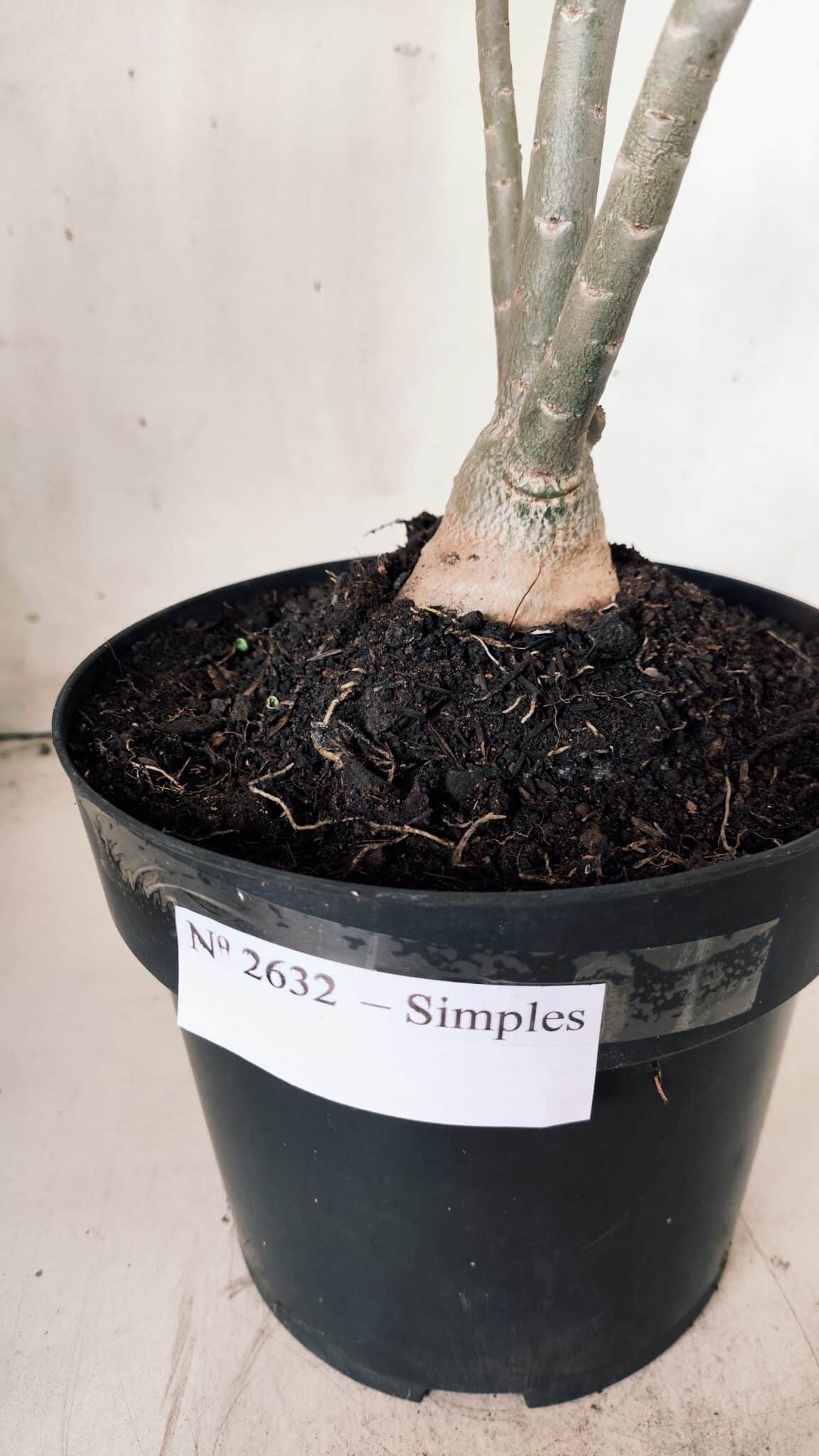 Planta Simples 2632 – 45cm – 03 anos