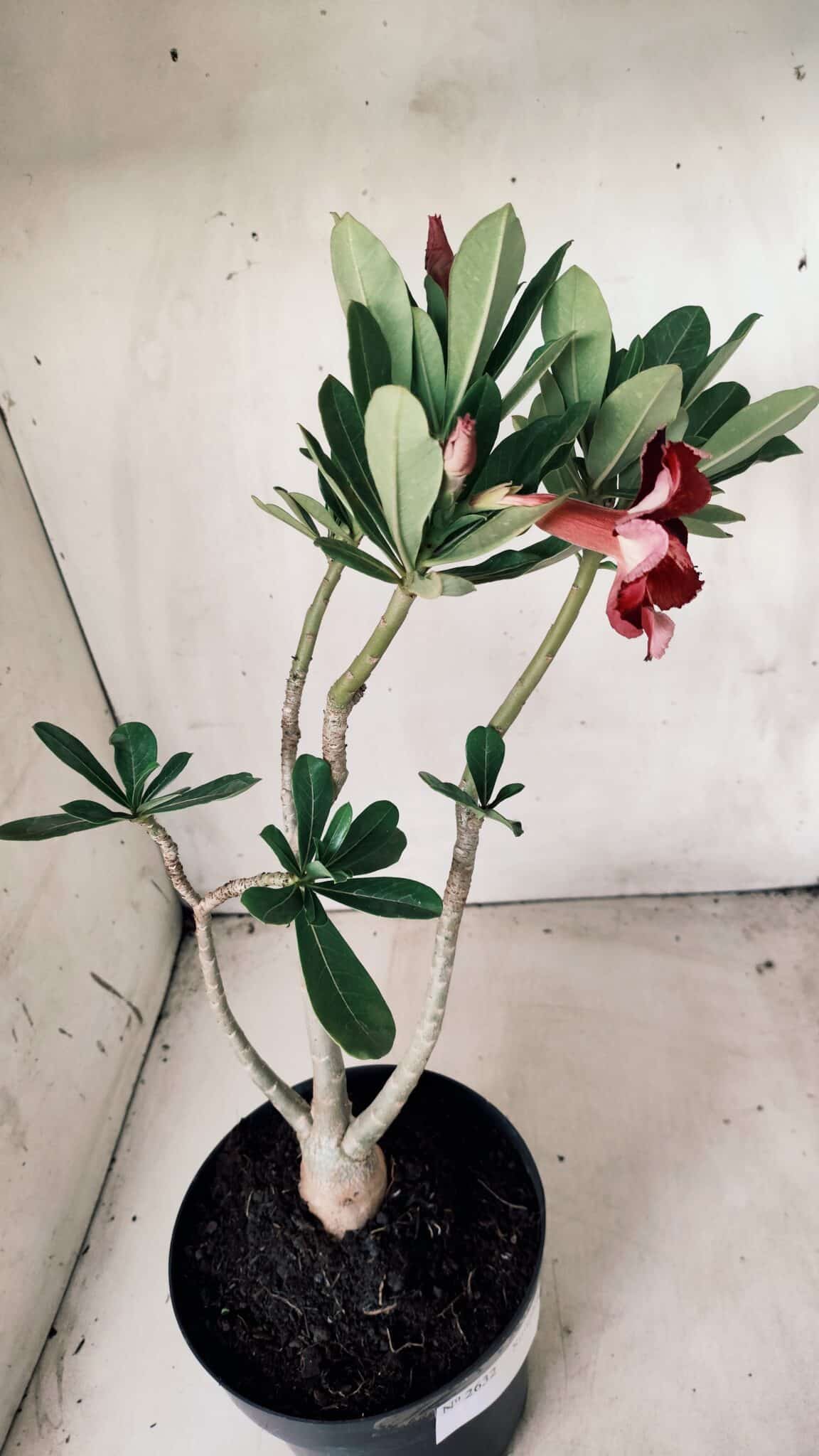 Planta Simples 2632 – 45cm – 03 anos