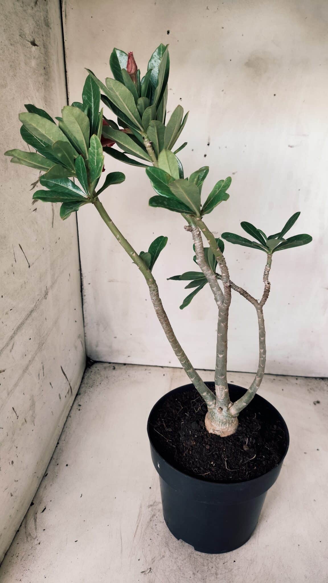 Planta Simples 2632 – 45cm – 03 anos