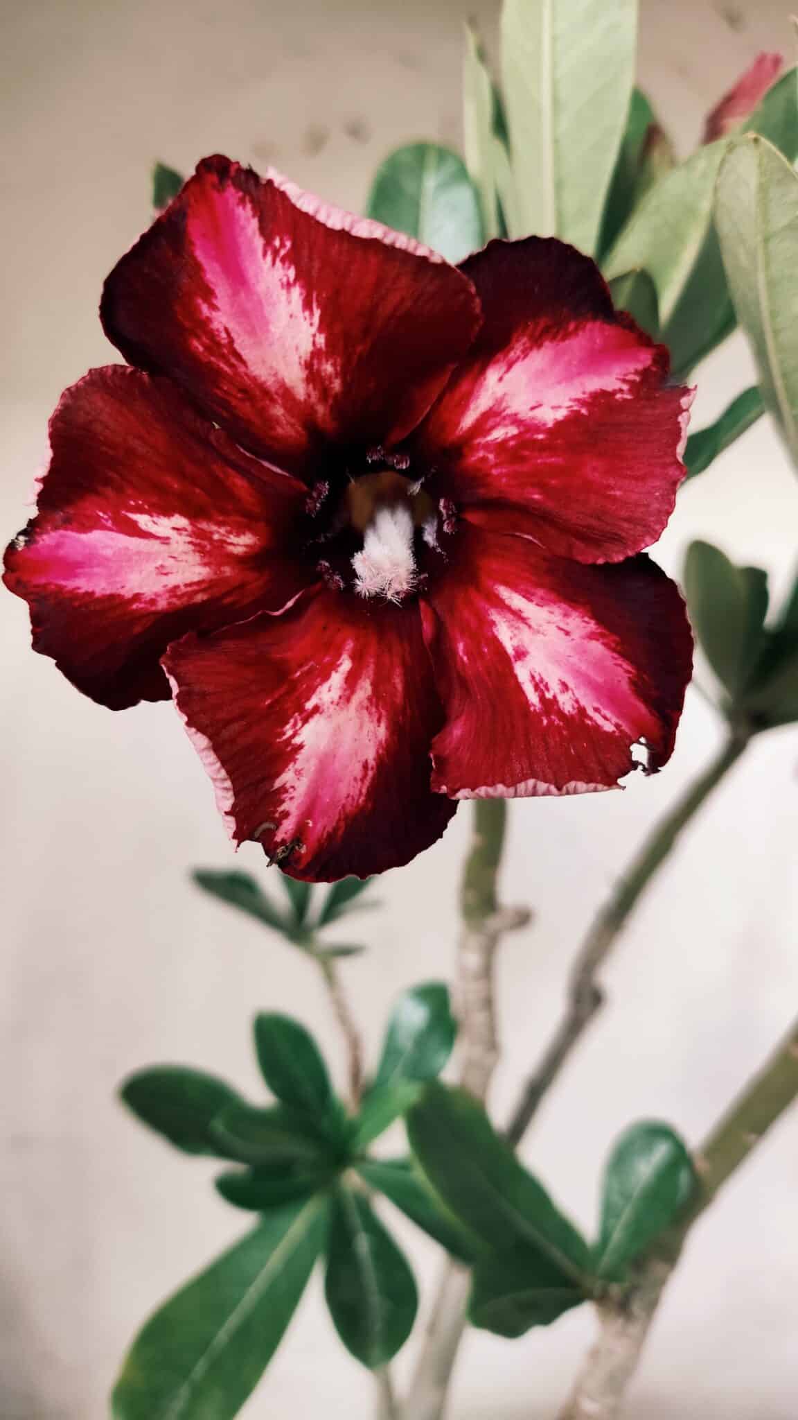 Planta Simples 2632 – 45cm – 03 anos