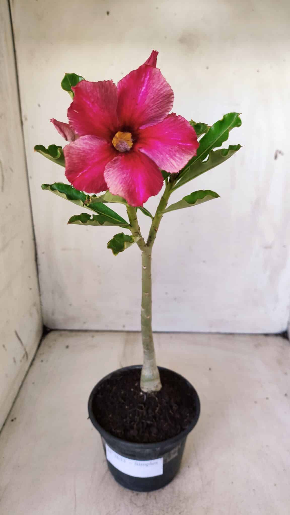 Planta Simples 2633 – 30cm – 02 anos