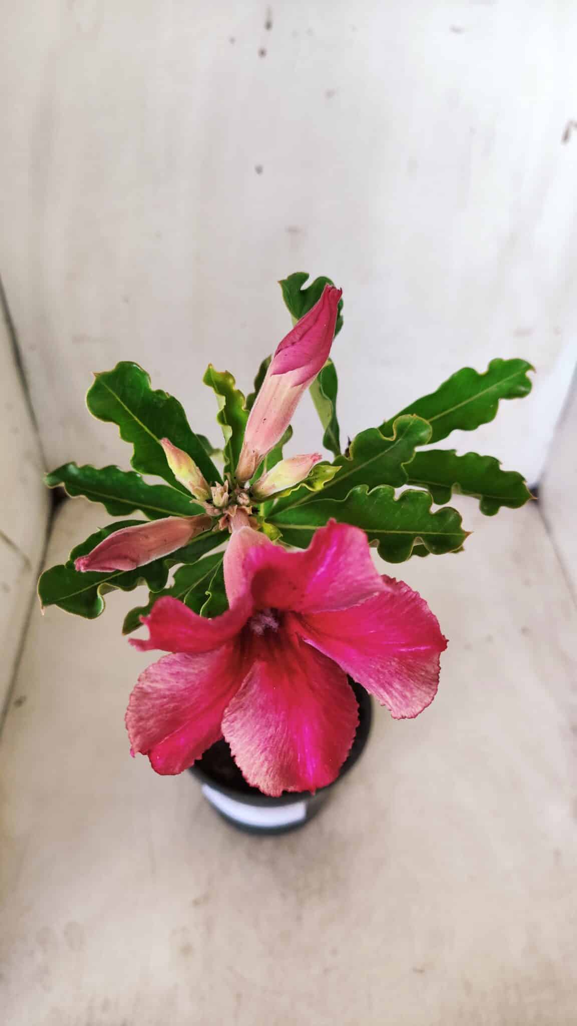 Planta Simples 2633 – 30cm – 02 anos