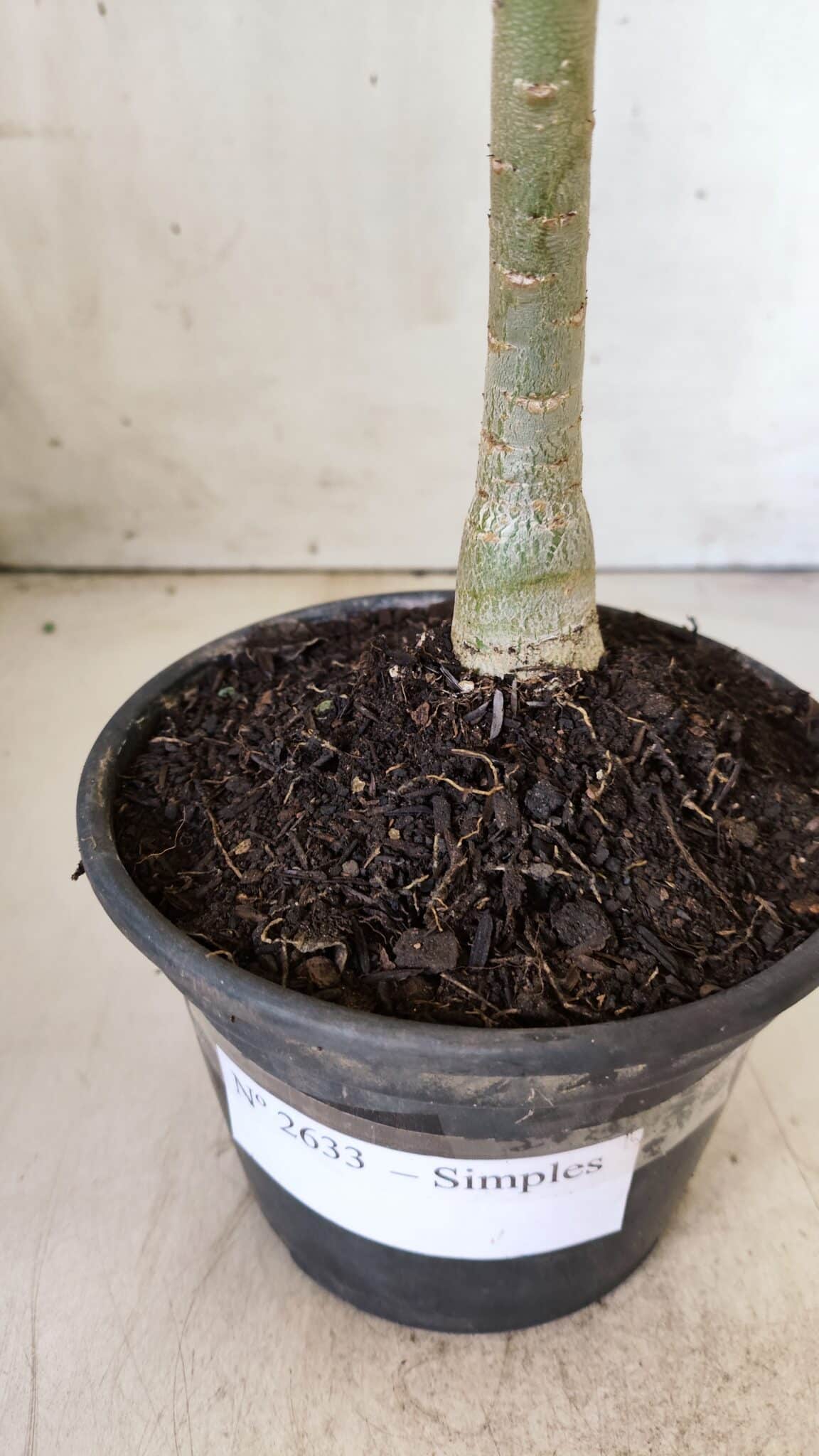 Planta Simples 2633 – 30cm – 02 anos