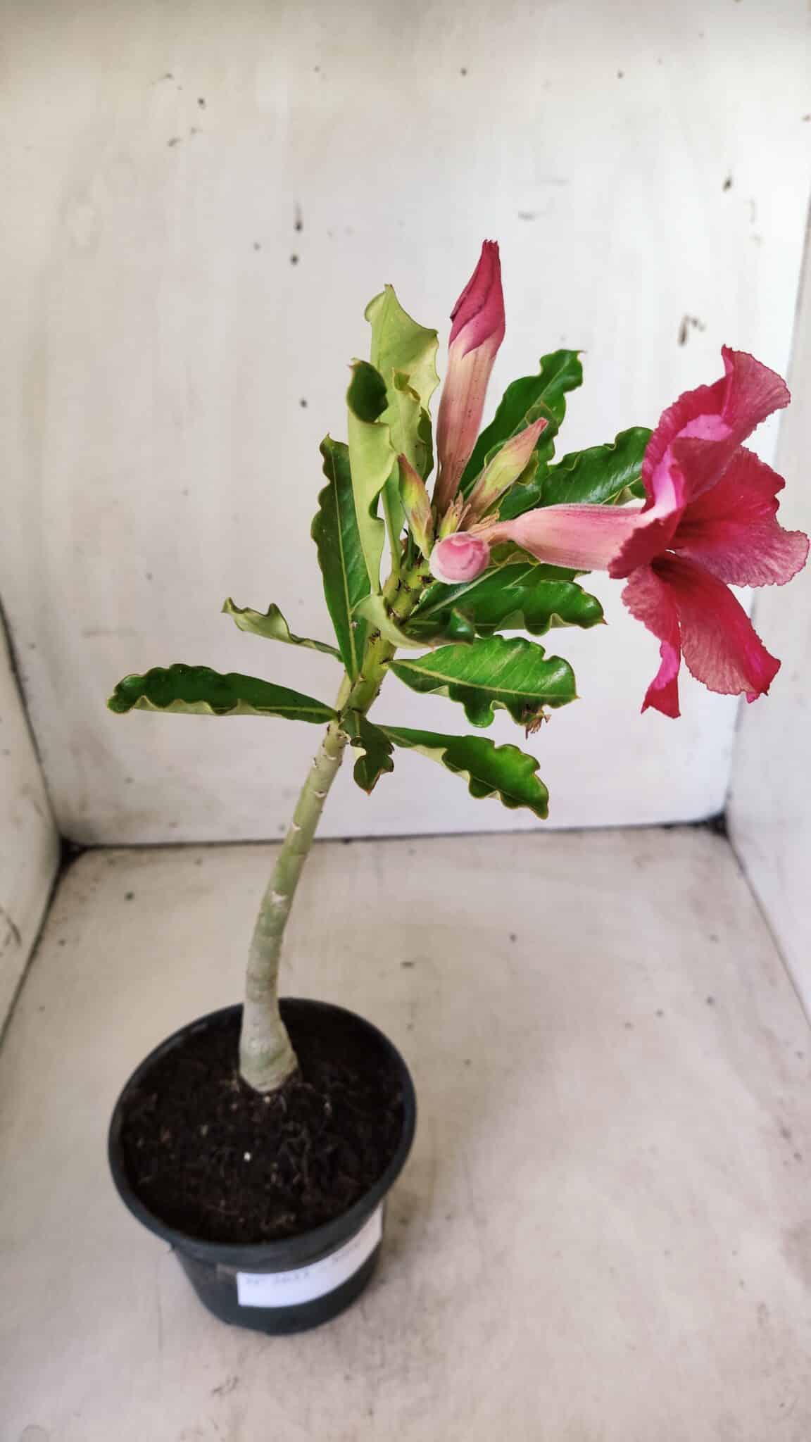 Planta Simples 2633 – 30cm – 02 anos