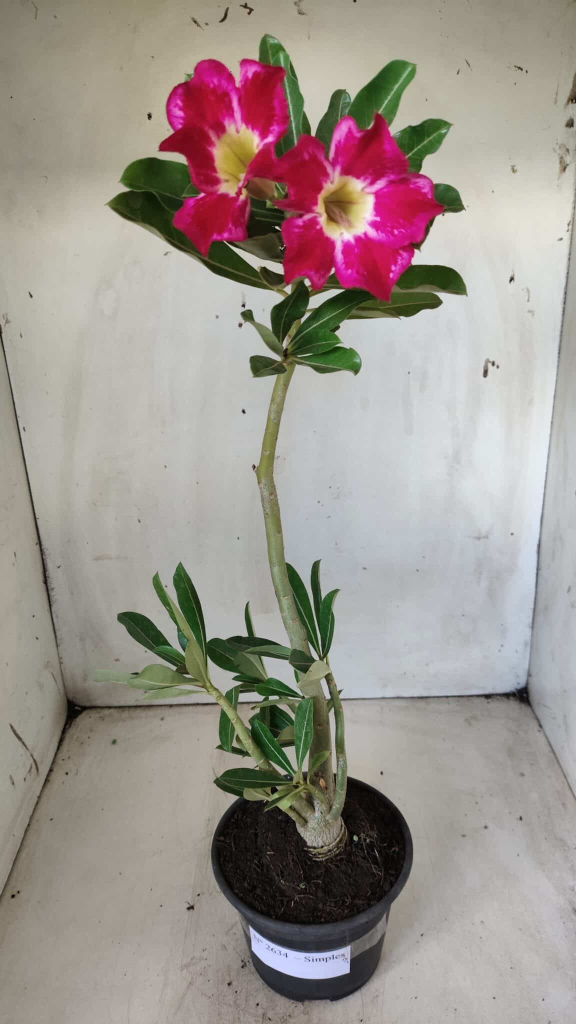 Planta Simples 2634 – 30cm – 02 anos