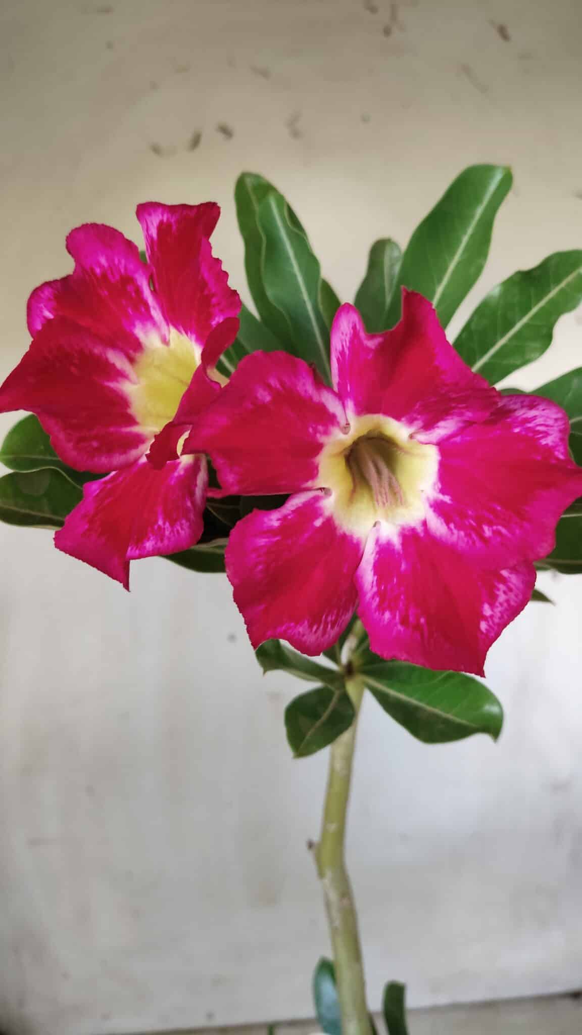 Planta Simples 2634 – 30cm – 02 anos