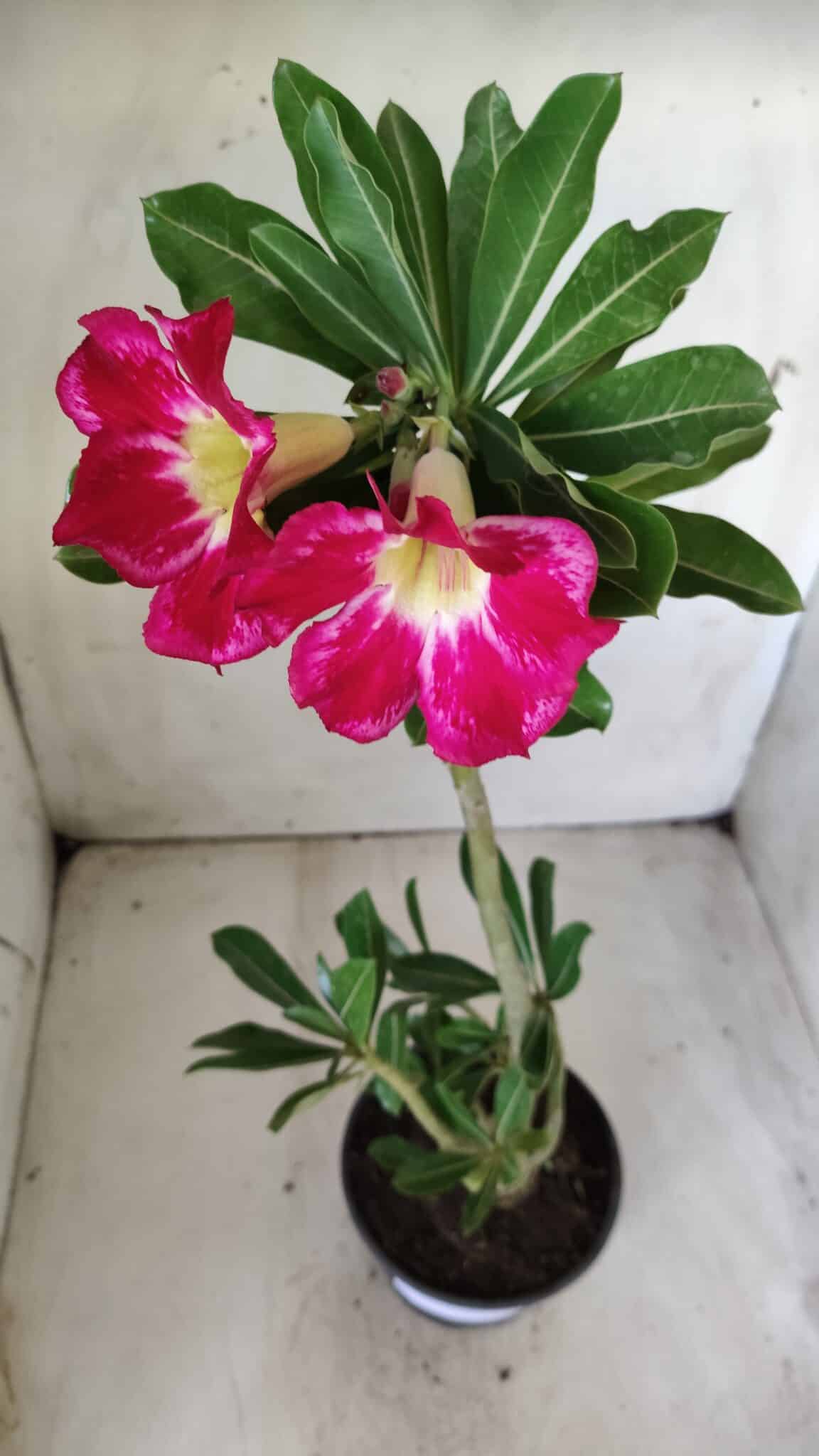 Planta Simples 2634 – 30cm – 02 anos