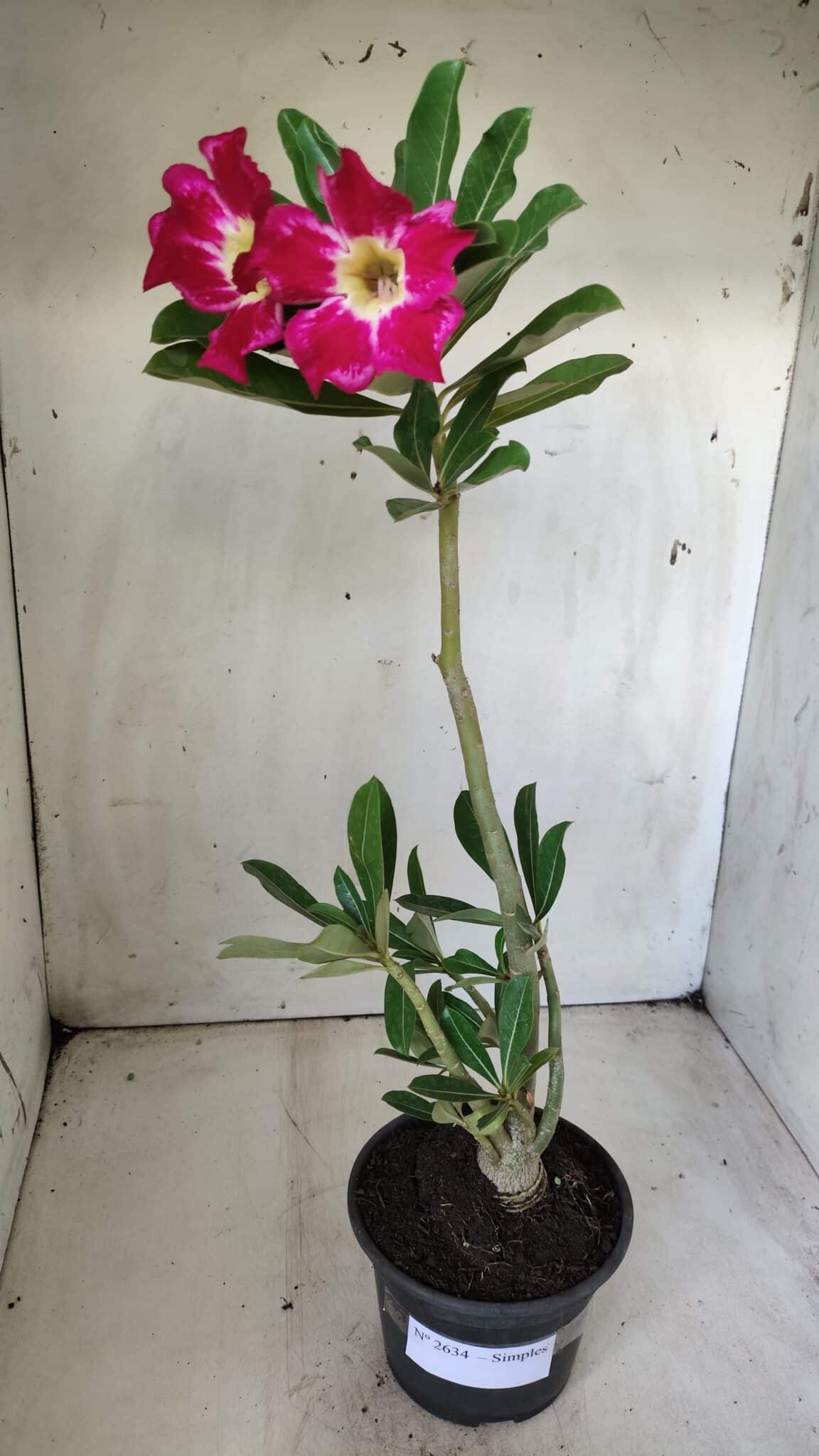Planta Simples 2634 – 30cm – 02 anos
