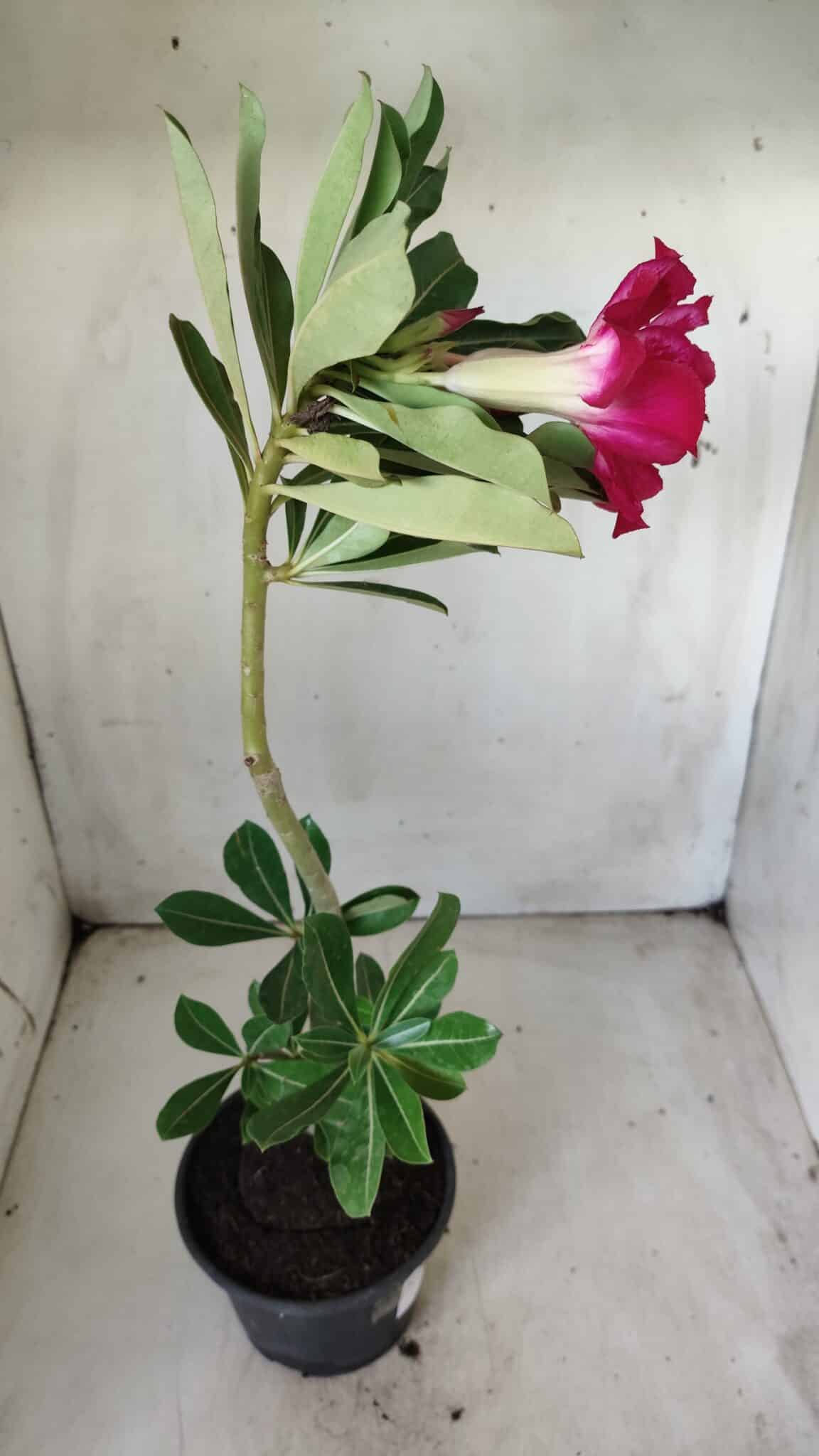 Planta Simples 2634 – 30cm – 02 anos