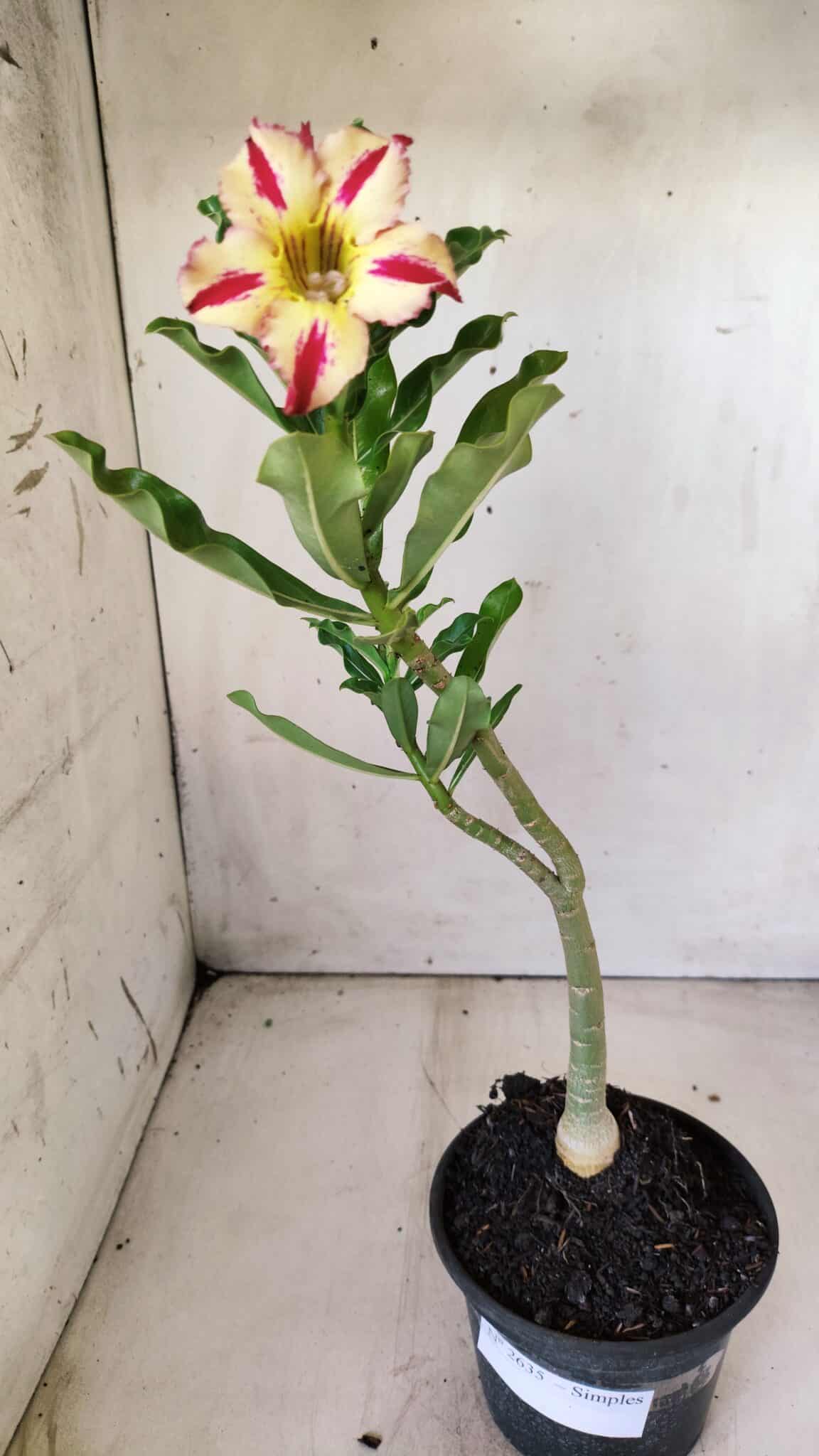 Planta Simples 2635 – 30cm – 02 anos