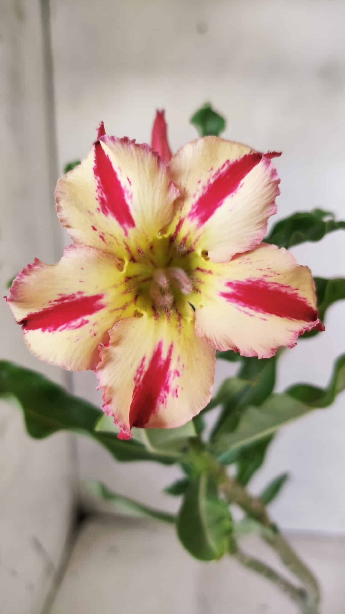 Planta Simples 2635 – 30cm – 02 anos