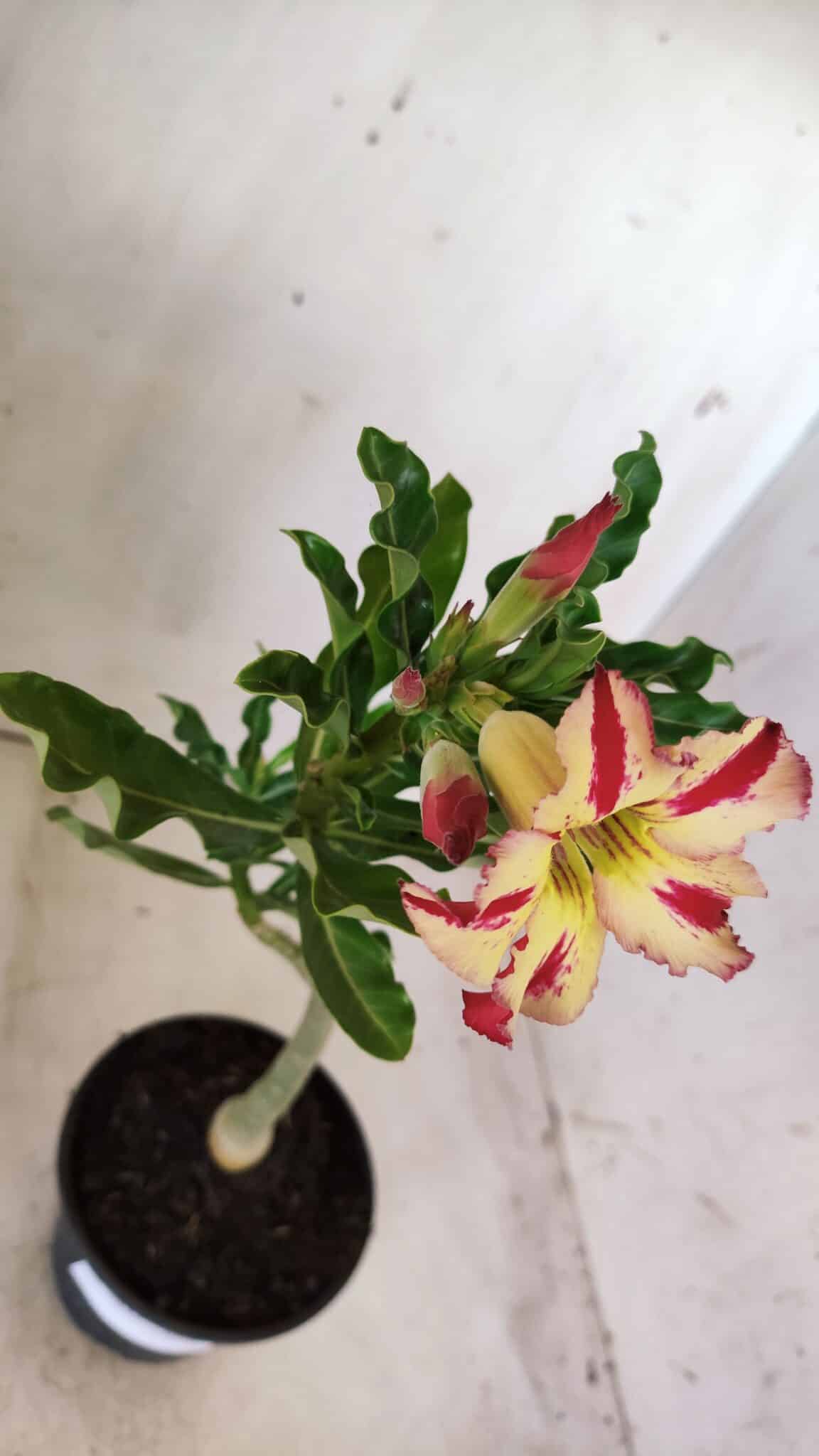 Planta Simples 2635 – 30cm – 02 anos