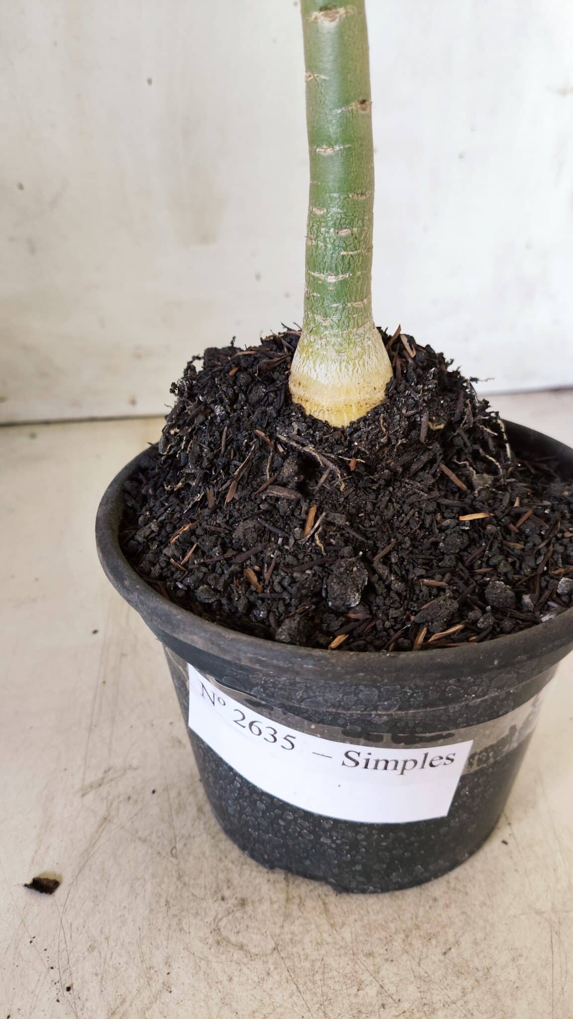 Planta Simples 2635 – 30cm – 02 anos