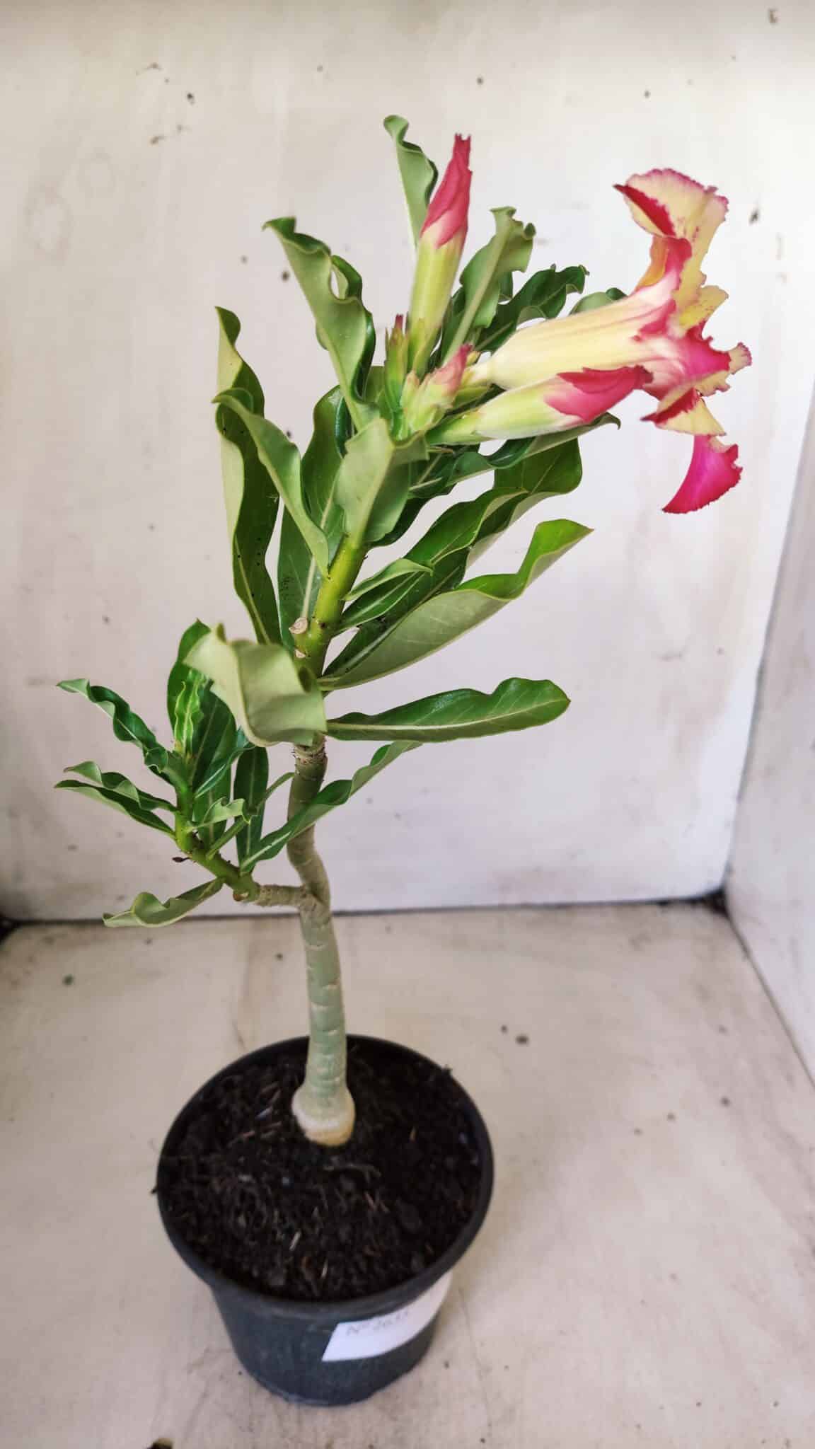 Planta Simples 2635 – 30cm – 02 anos