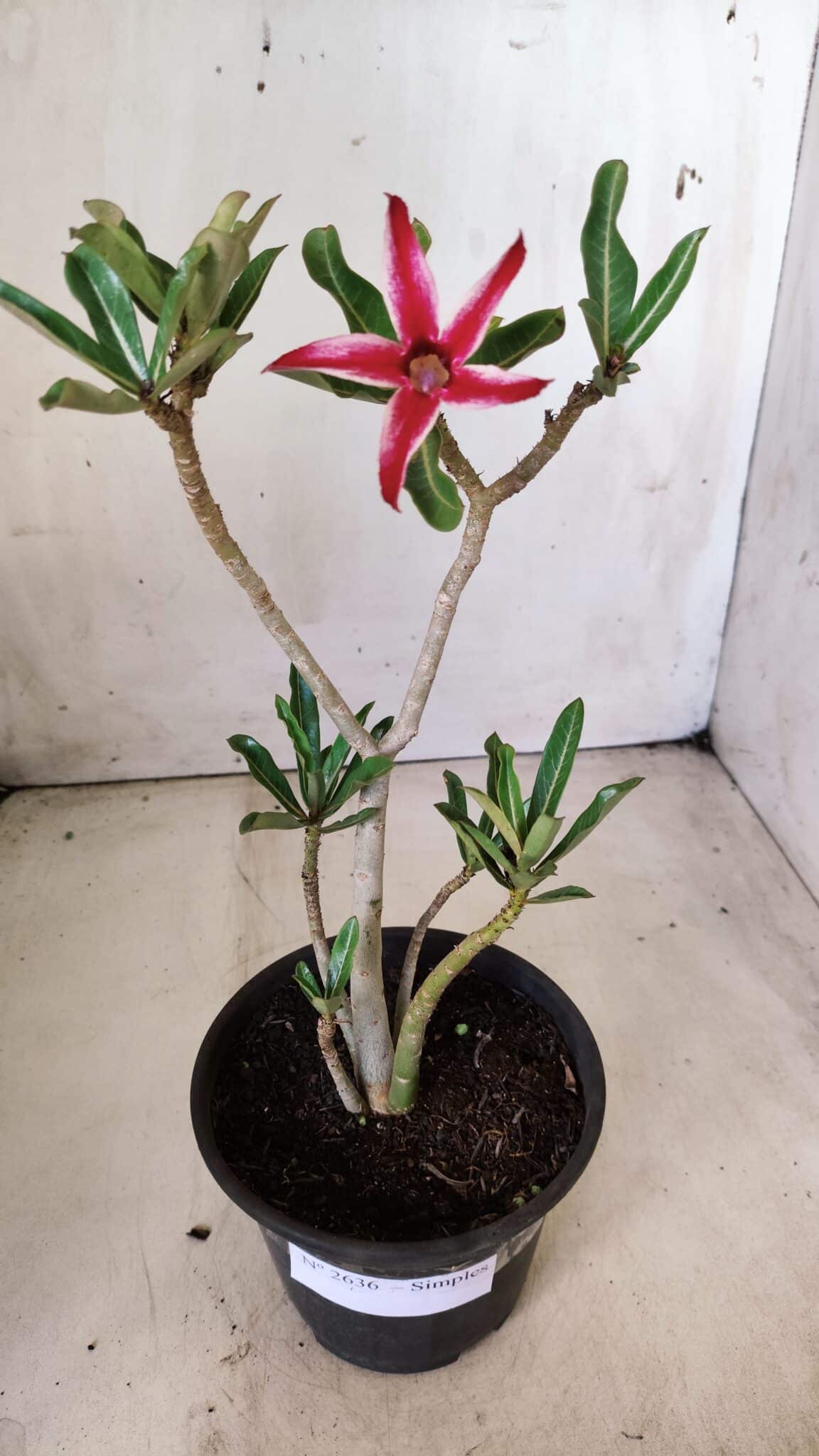 Planta Simples 2636 – 30cm – 02 anos